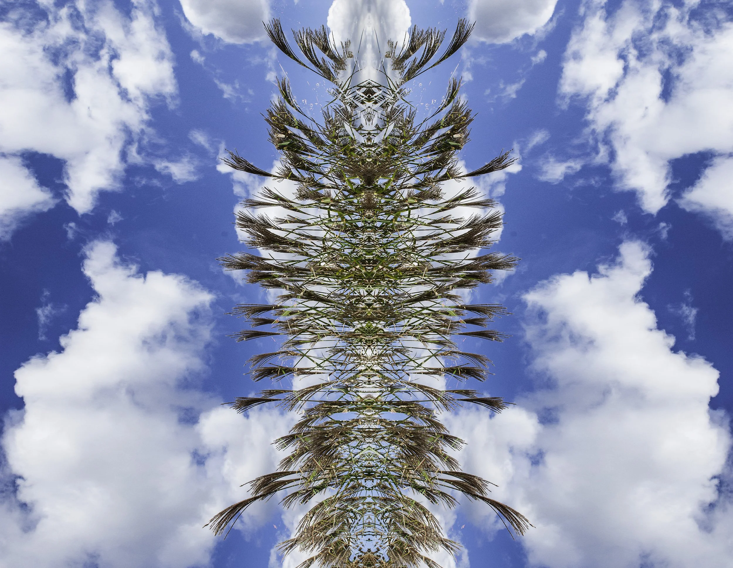 Photomontage of grasses and sky in Rutgers Gardens, New Jersey 