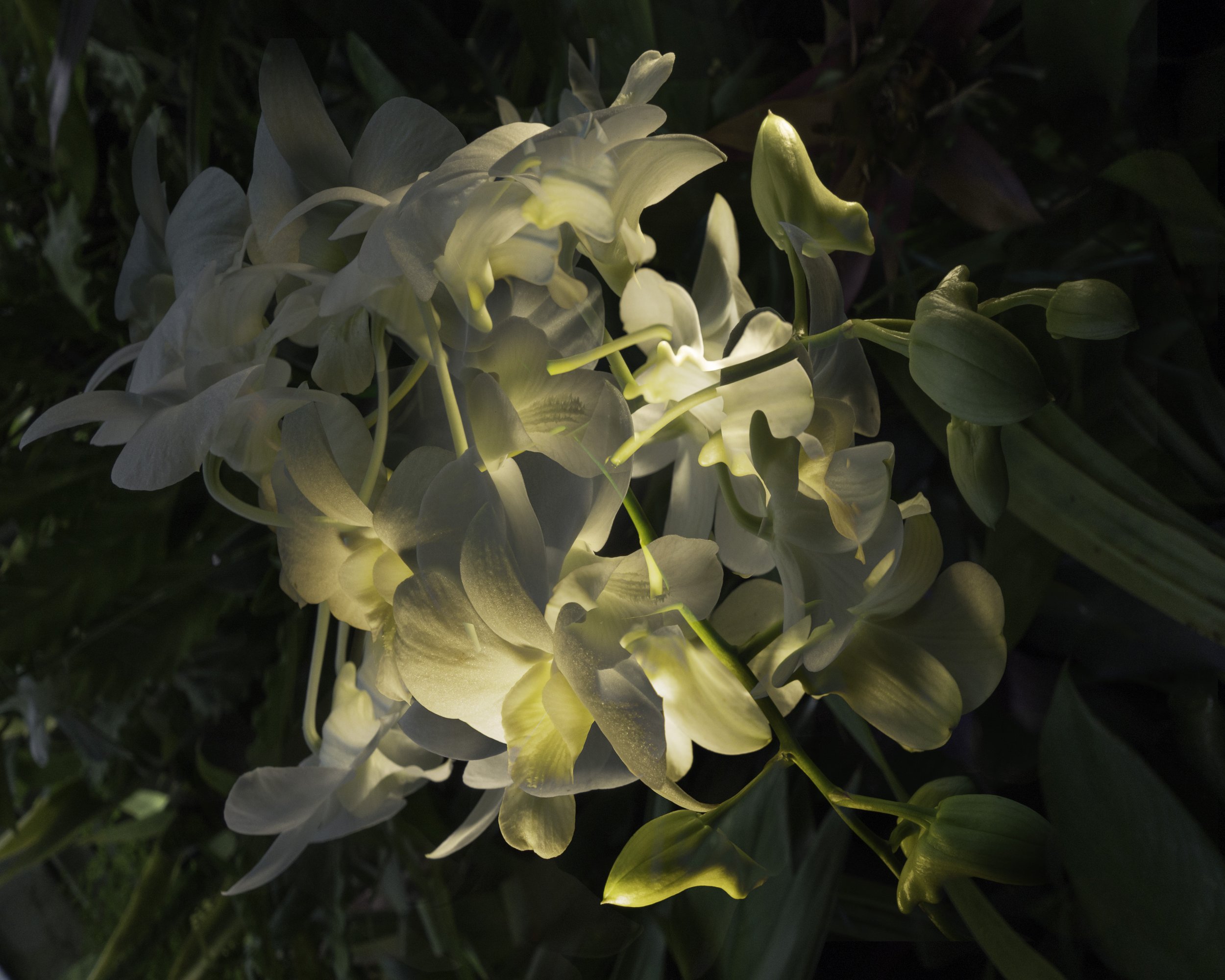 Photomontage of Orchids at Phipps Conservatory | Pittsburgh, PA