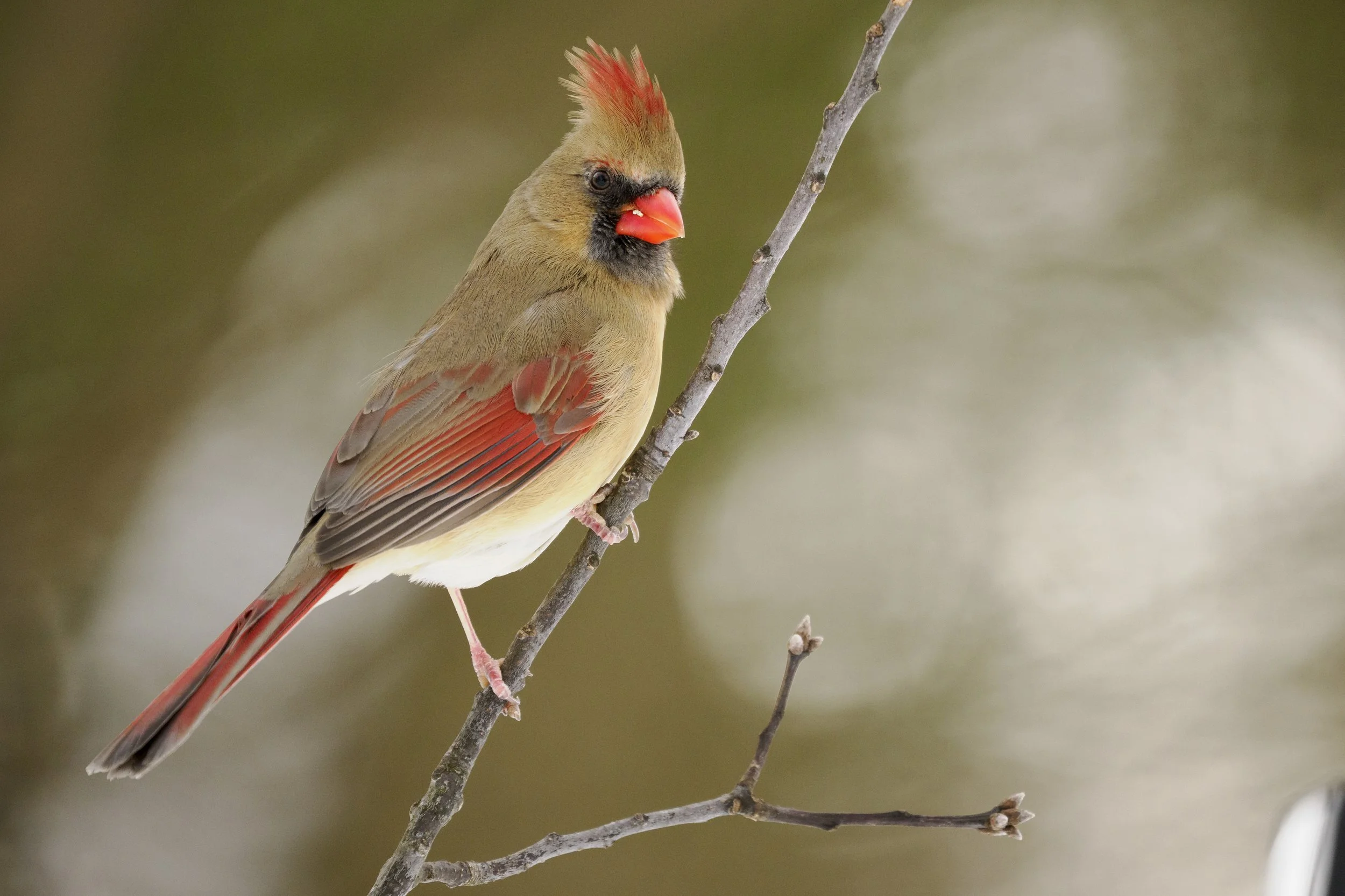 Tan and red bird perched on a stick with a green background.