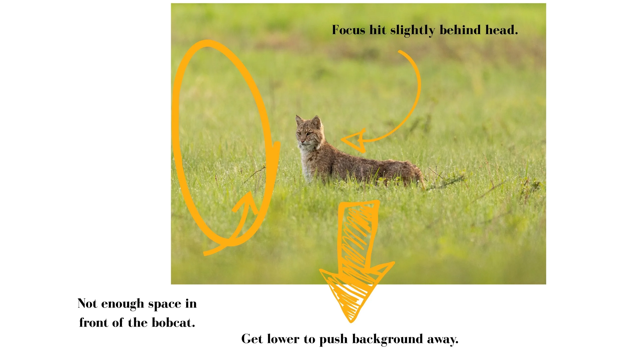 Example of an image review of a bobcat image.