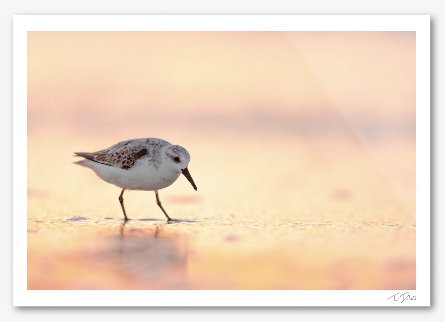 Sanderling in glow print.jpg