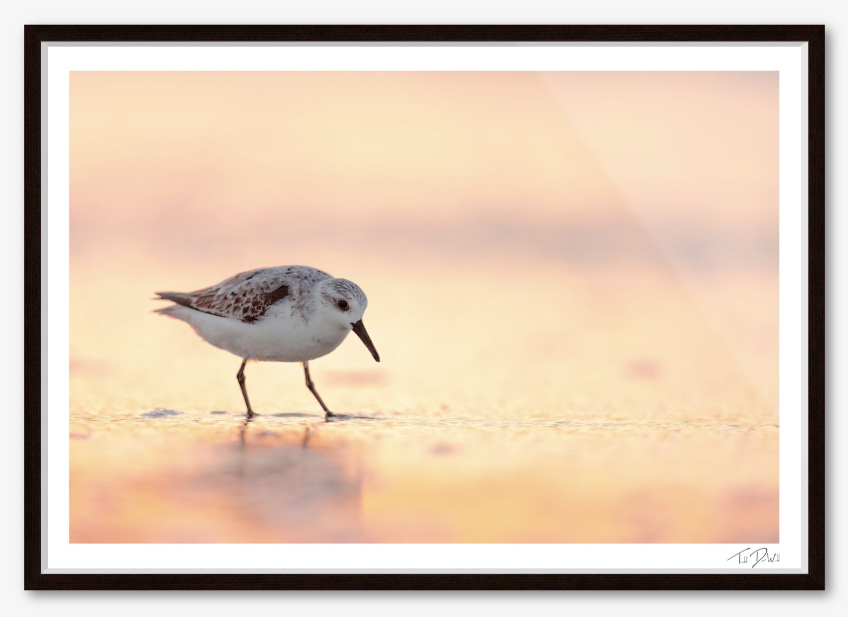 Sanderling in glow framed.jpg