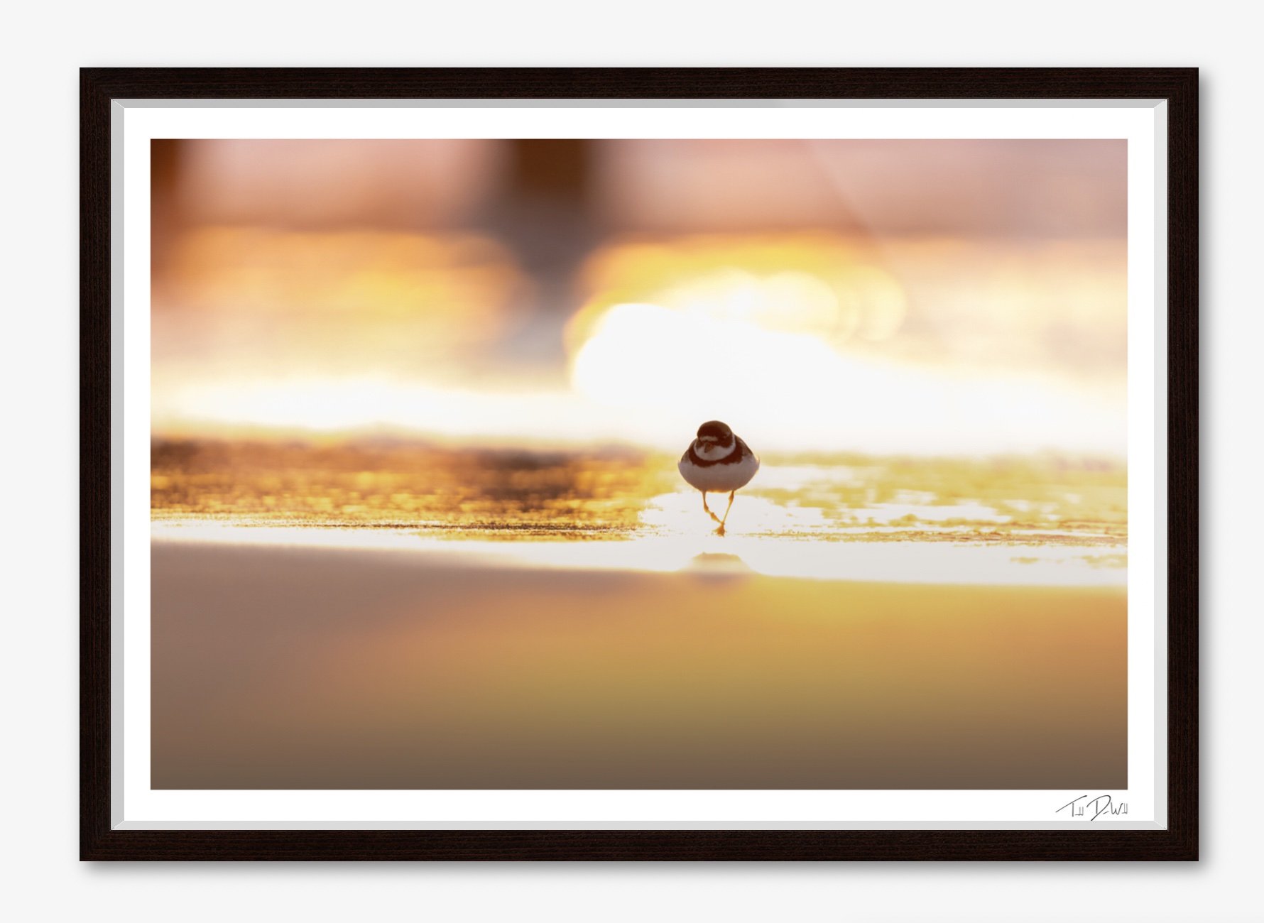 semipalmated plover in rising sun framed.jpg