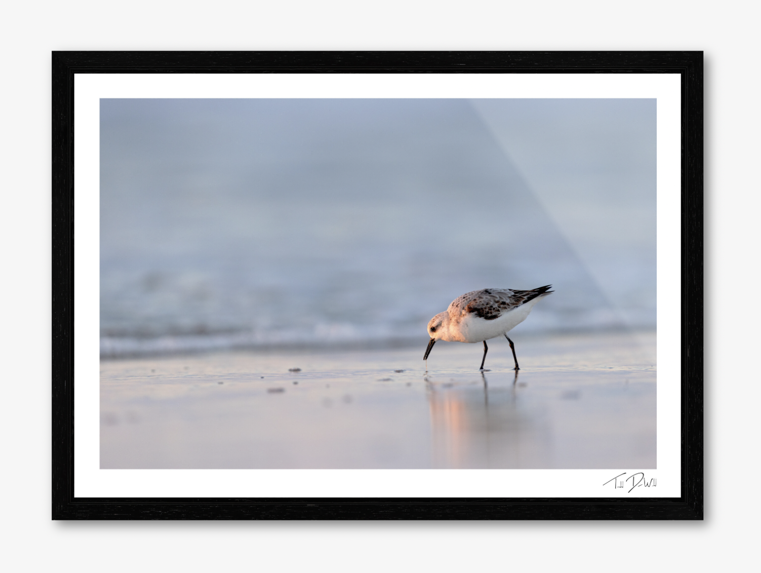 Sanderling in the Blue Framed.png