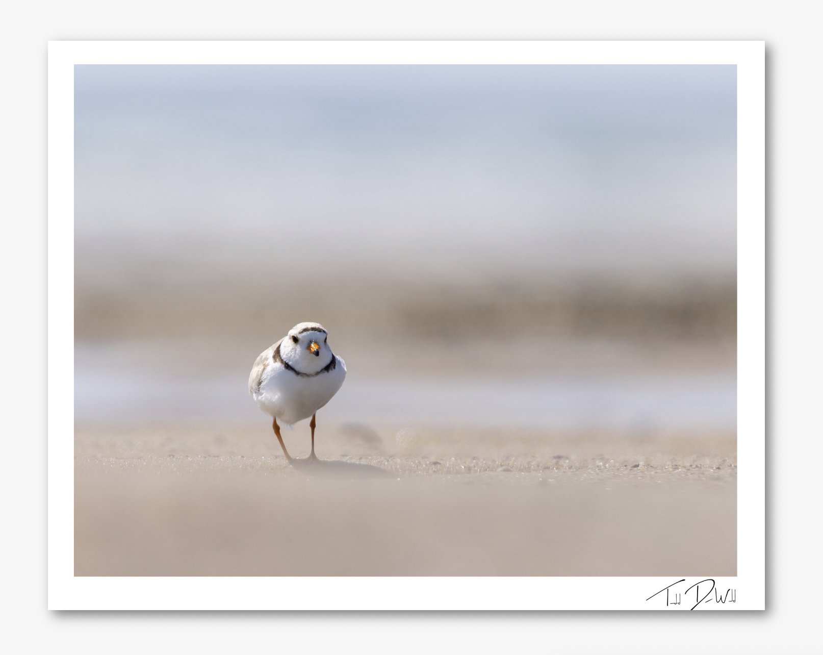 Piping Plover Inbound Print.jpg