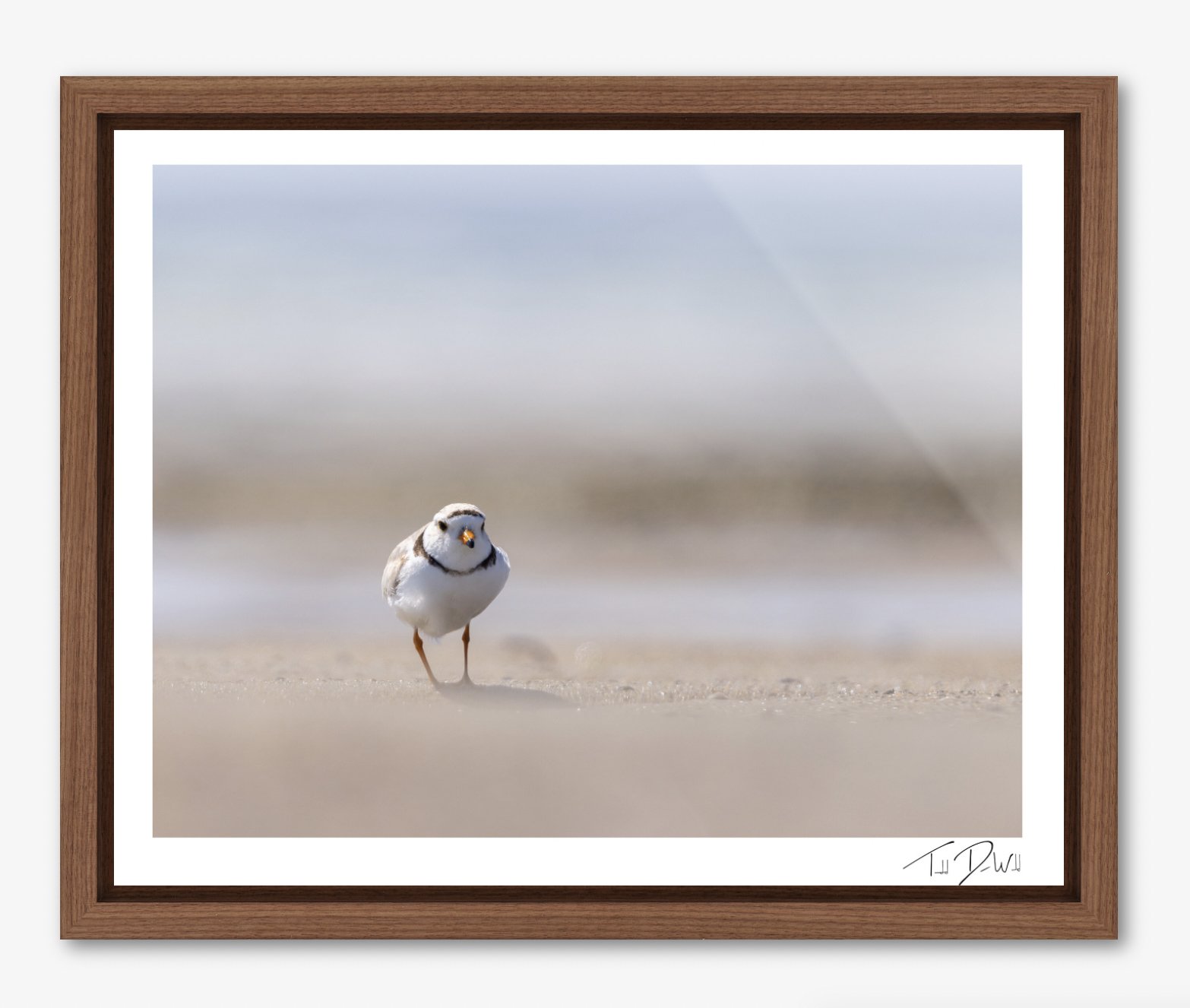 Piping Plover Inbound Frame.jpg