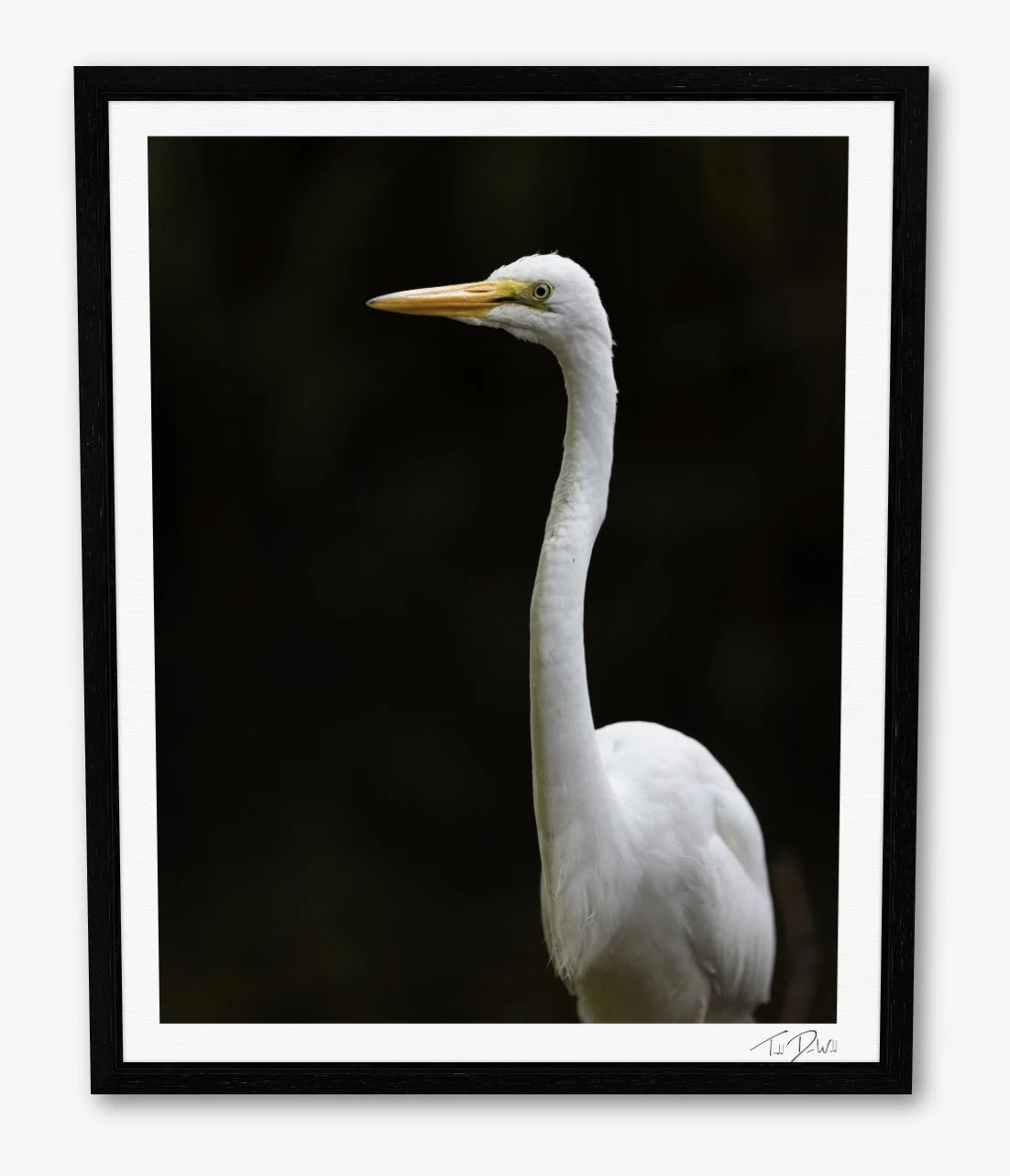 Great Egret Body Shot Frame.jpg