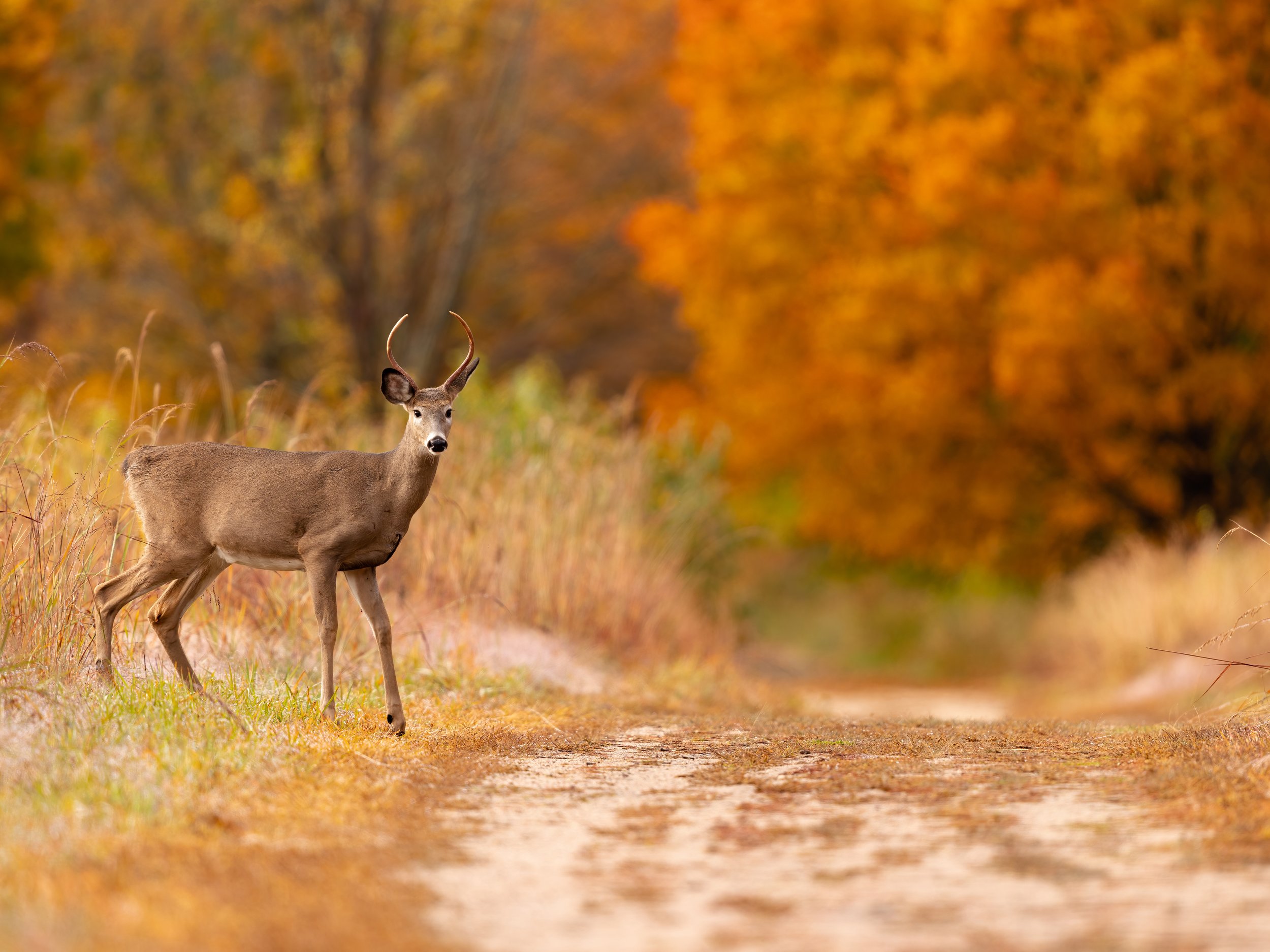 Deer Crossing Field 4-3.jpg