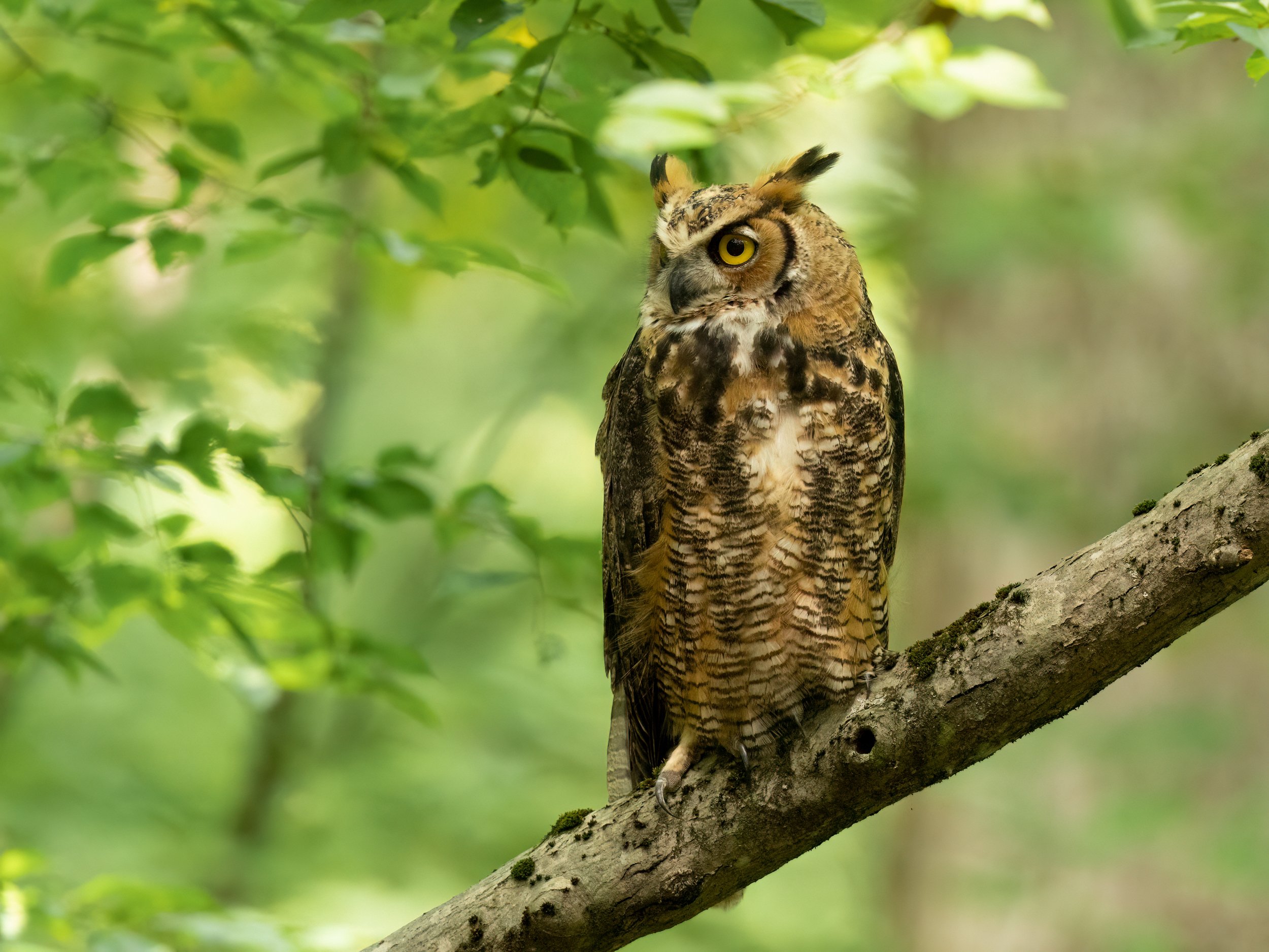 Great Horned Owl in a Sea of Green 4-3.jpg