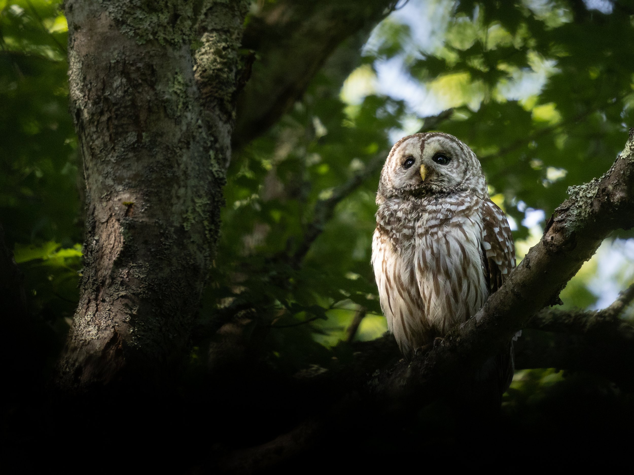 Barred owl in the Tree.jpg