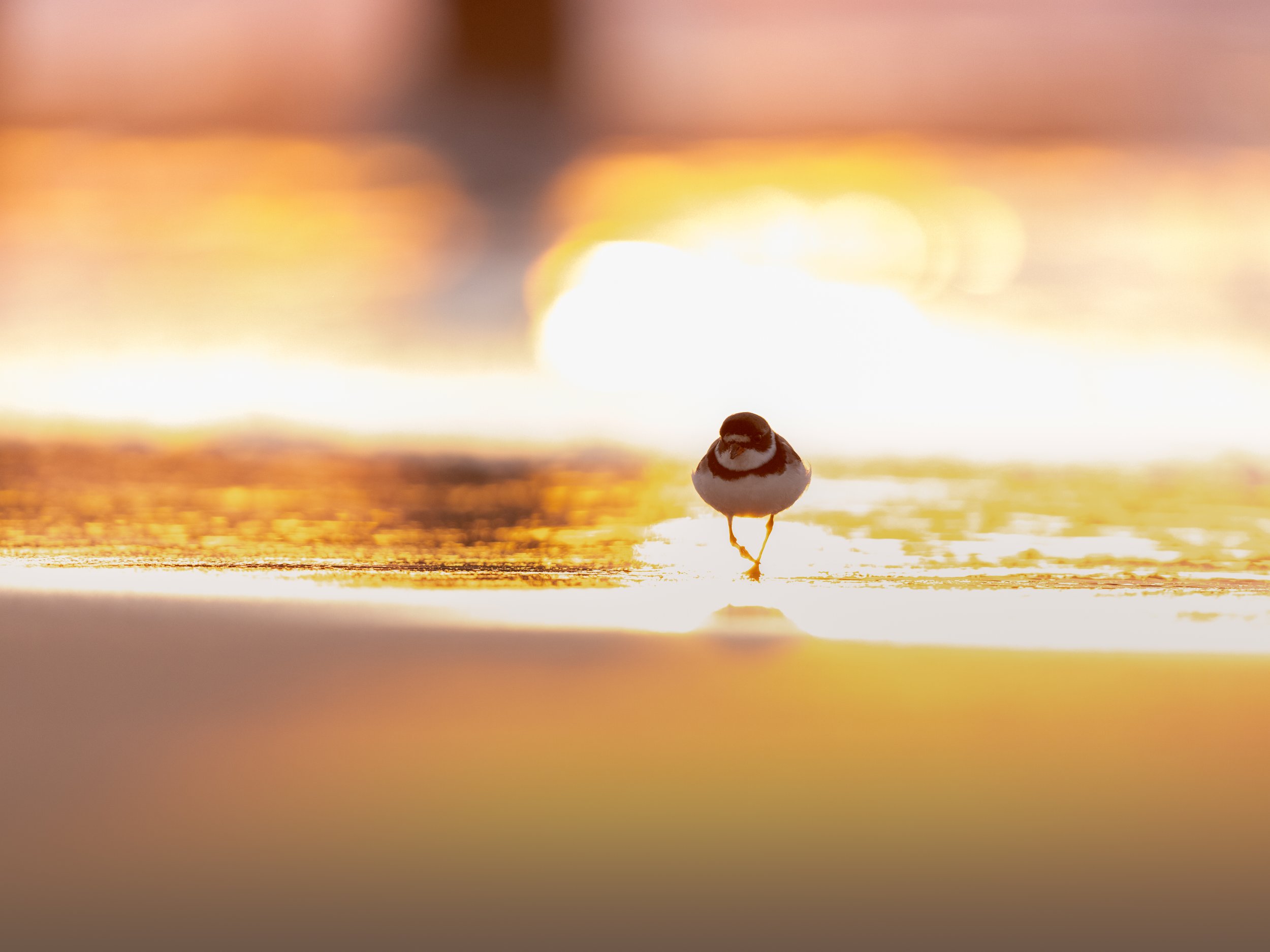 Plover in the Rising Sun.jpg