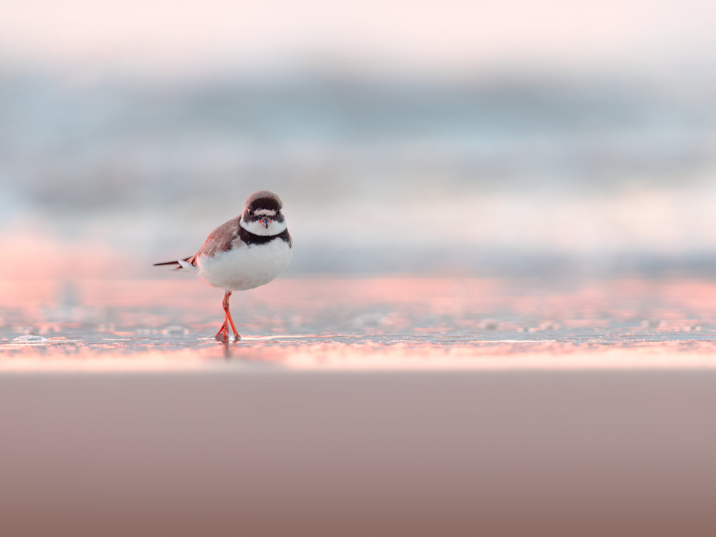 Plover in the Morning Glow.jpg