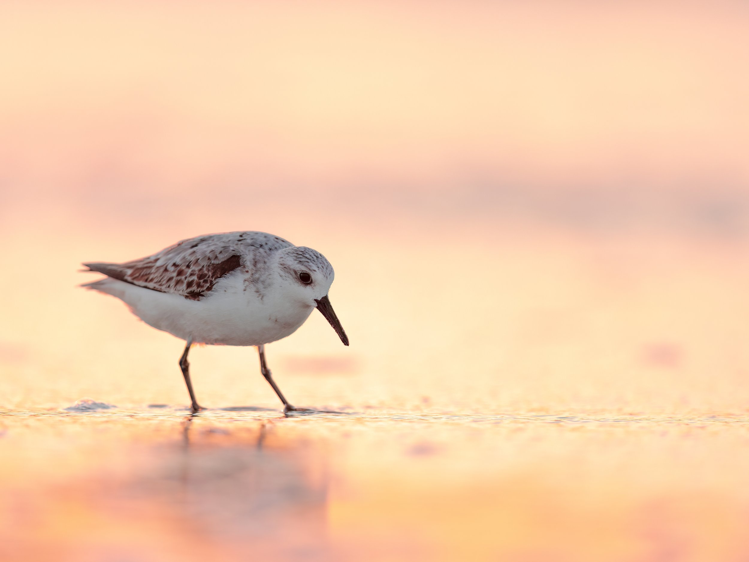 Sanderling in the Glow.jpg