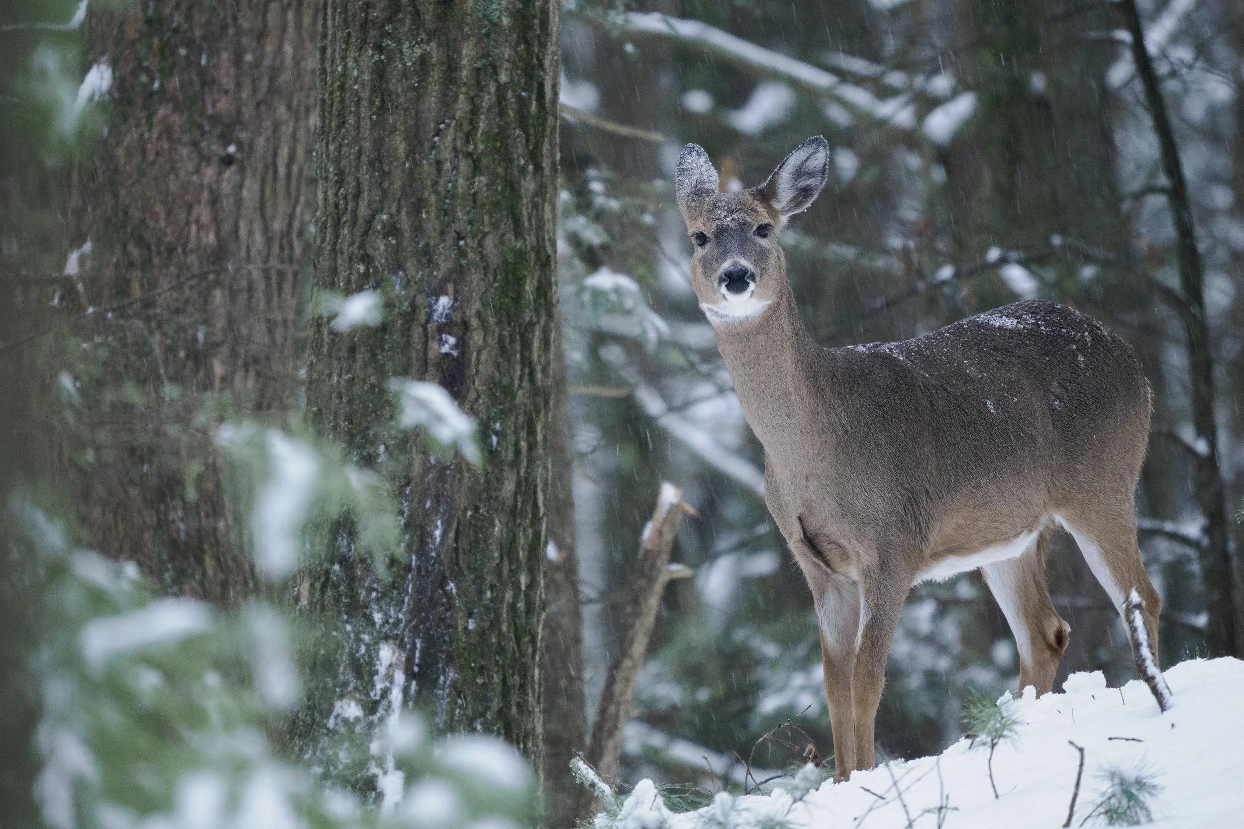 Wildlife Photography During Active Snow: Focusing Techniques That Work