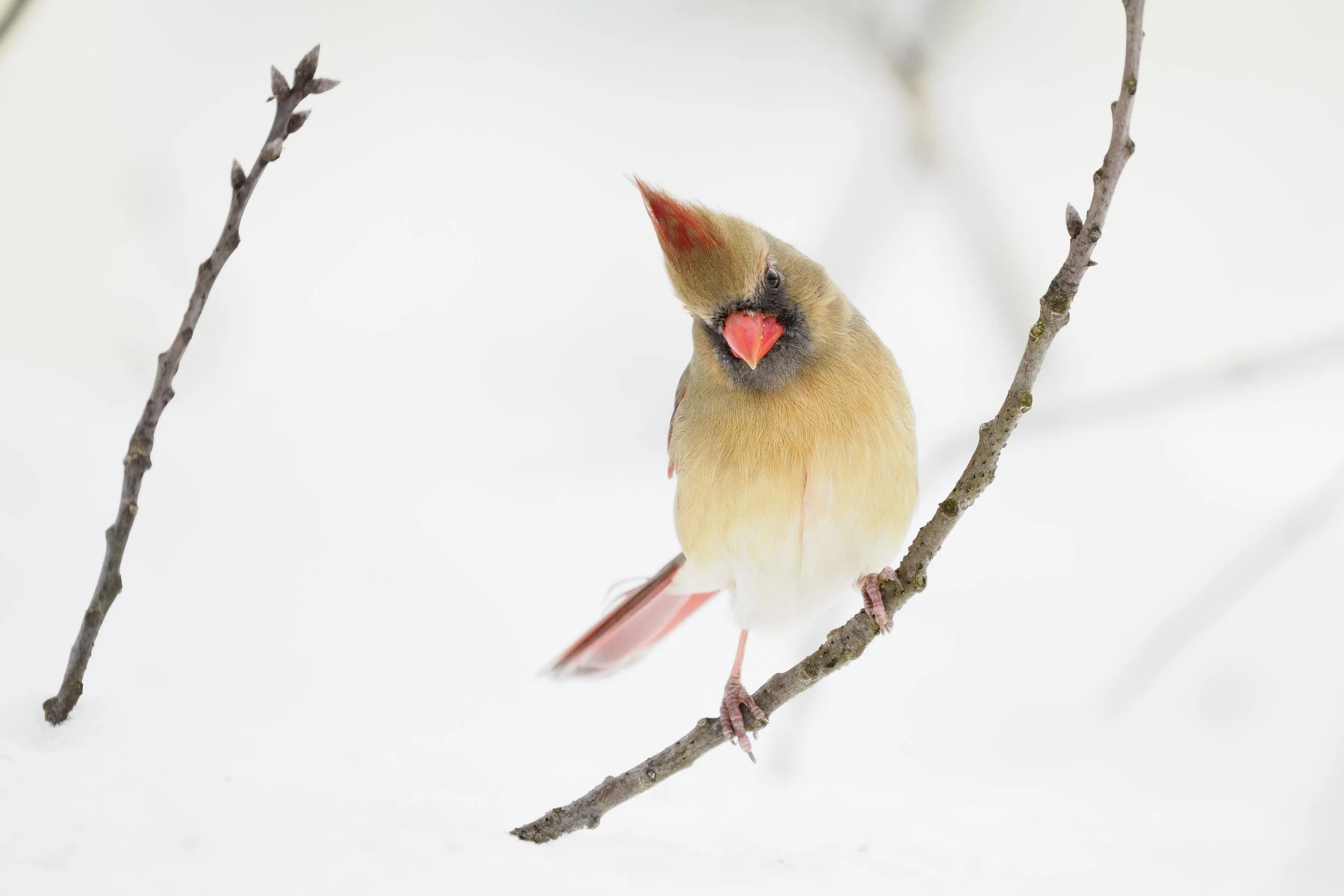 Backyard Bird Photography: