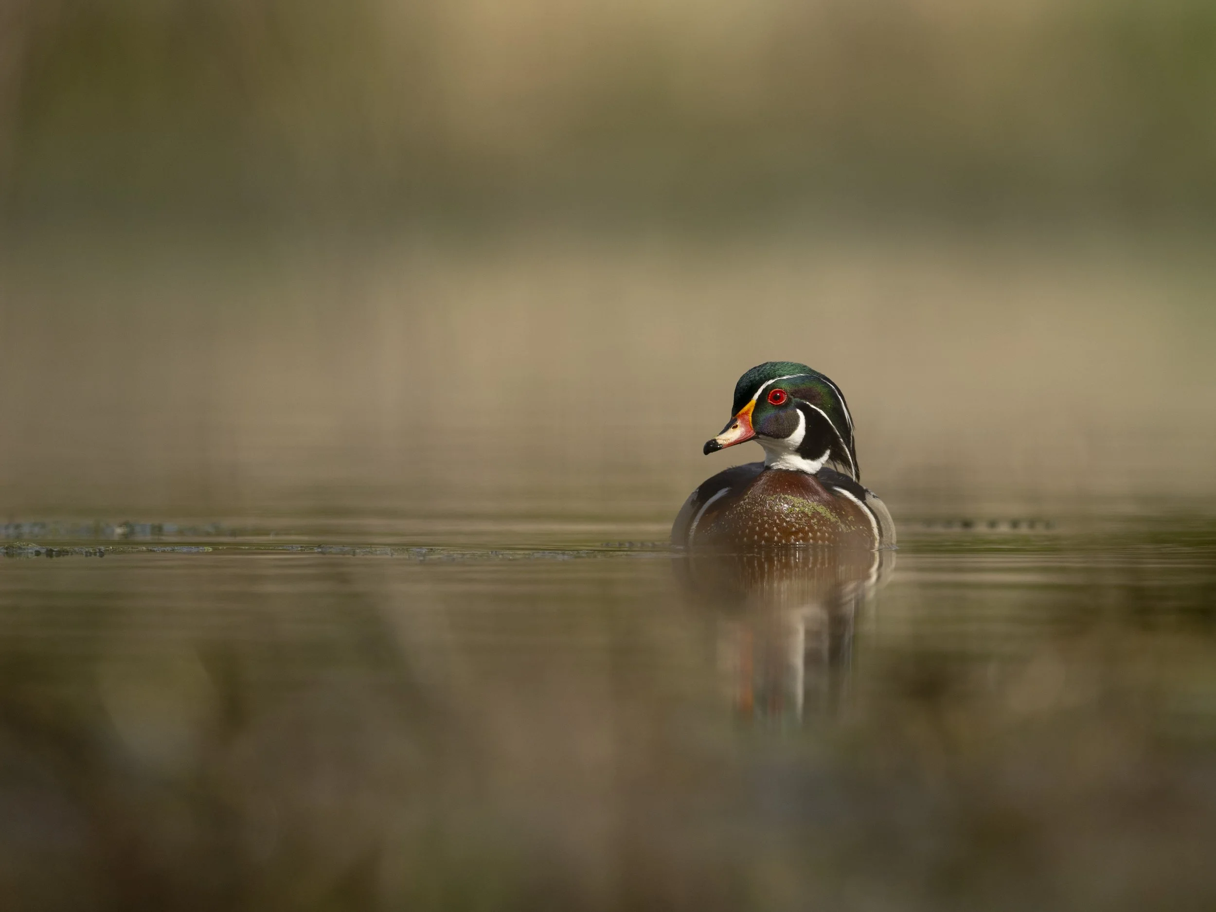 Waterfowl Photography Tips: How to Set Yourself Up for Success
