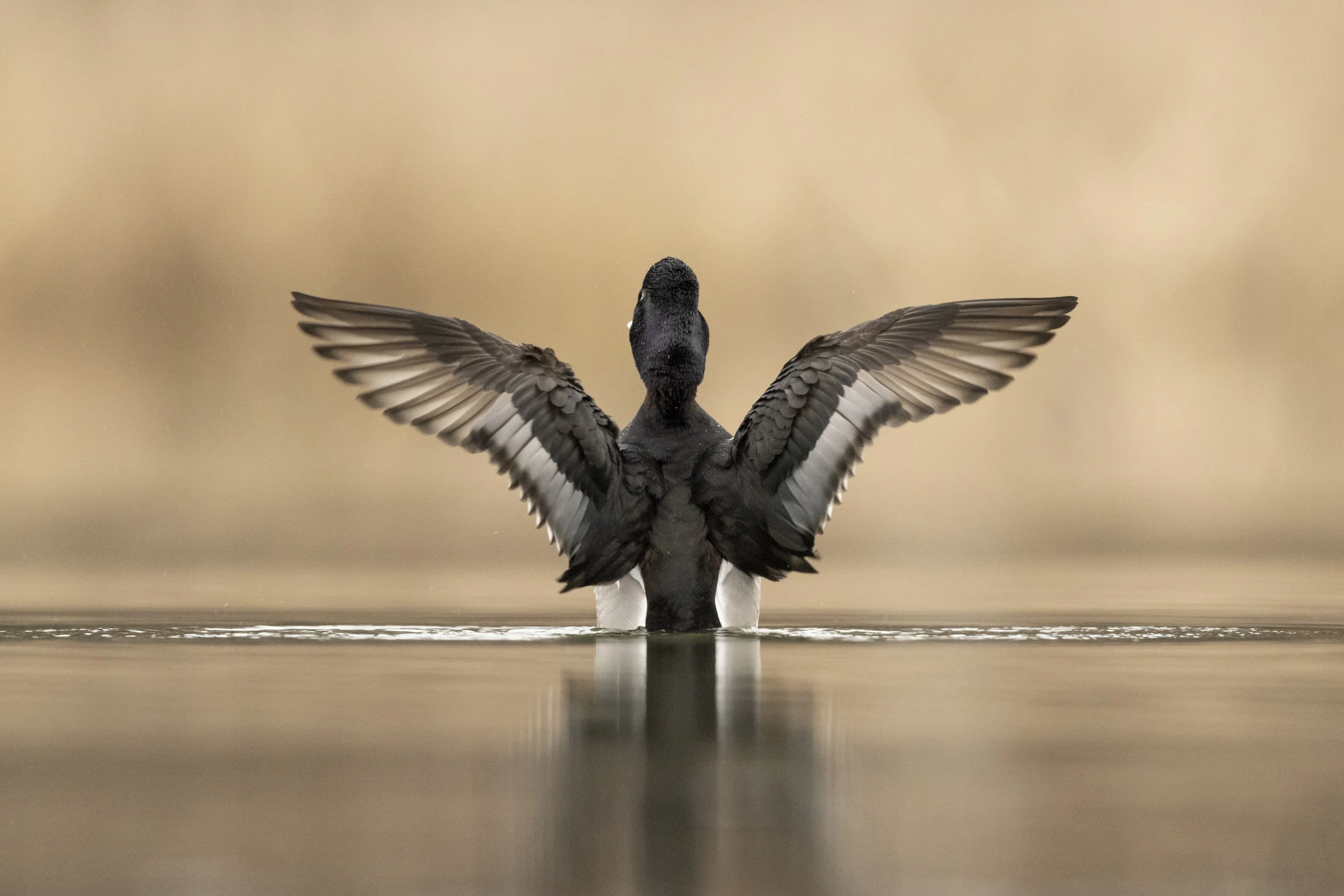 Waterfowl Photography Tips: Using Waterfowl Behavior to Capture Better Photos