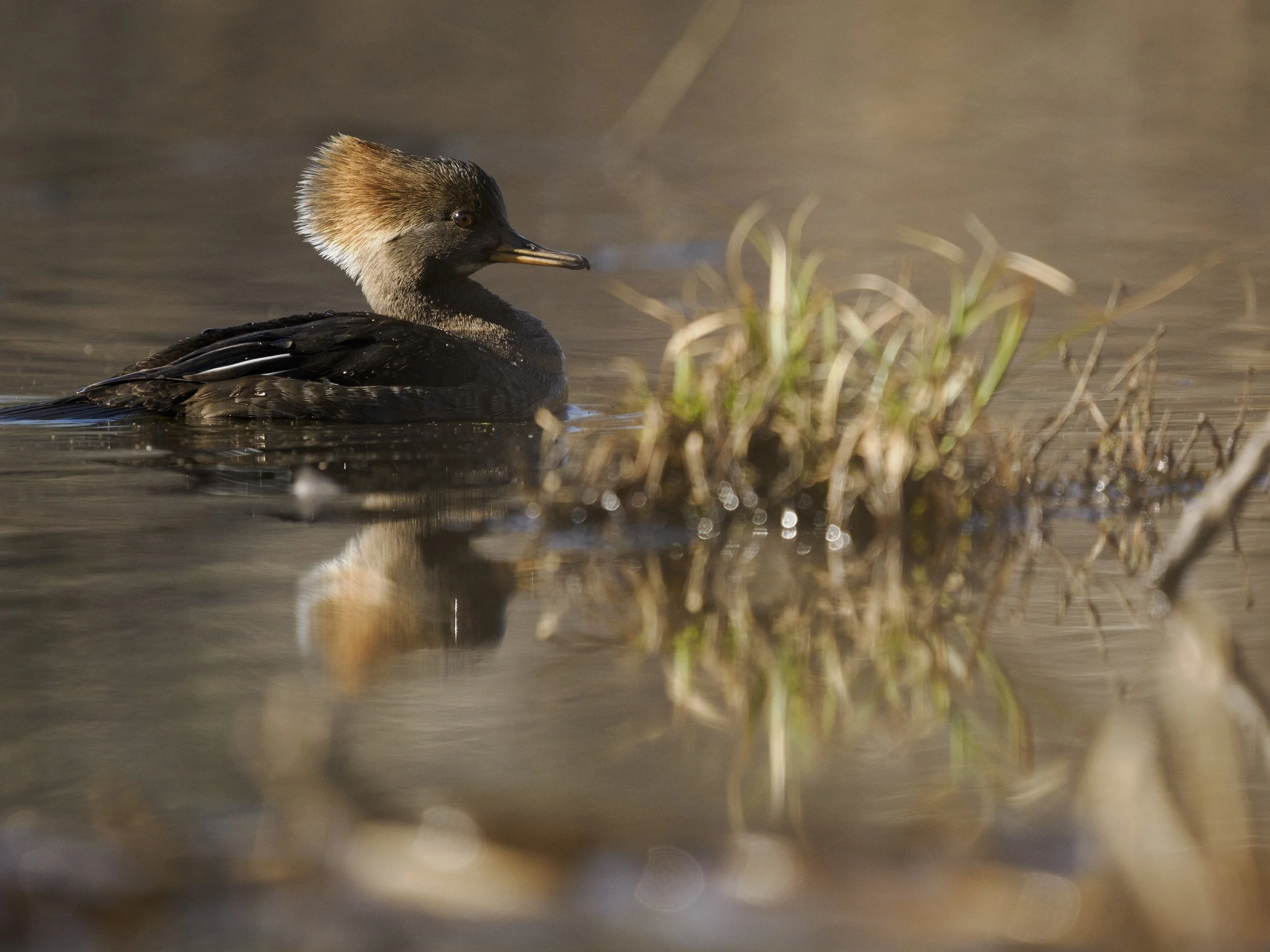 Best Autofocus Settings for Waterfowl Photography with the OM-1 Mark II