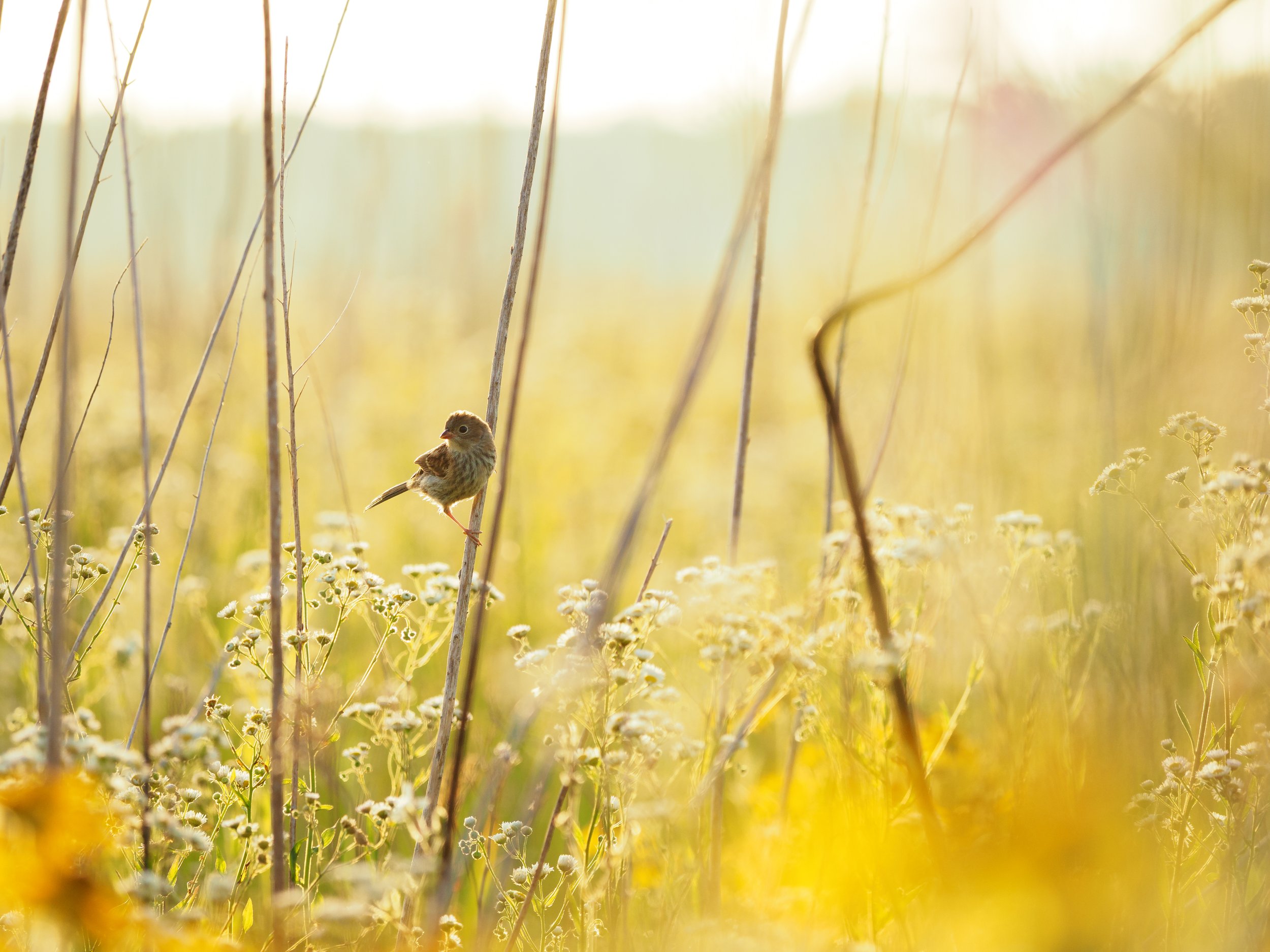 Why Sitting Still Can Make You a Better Wildlife Photographer