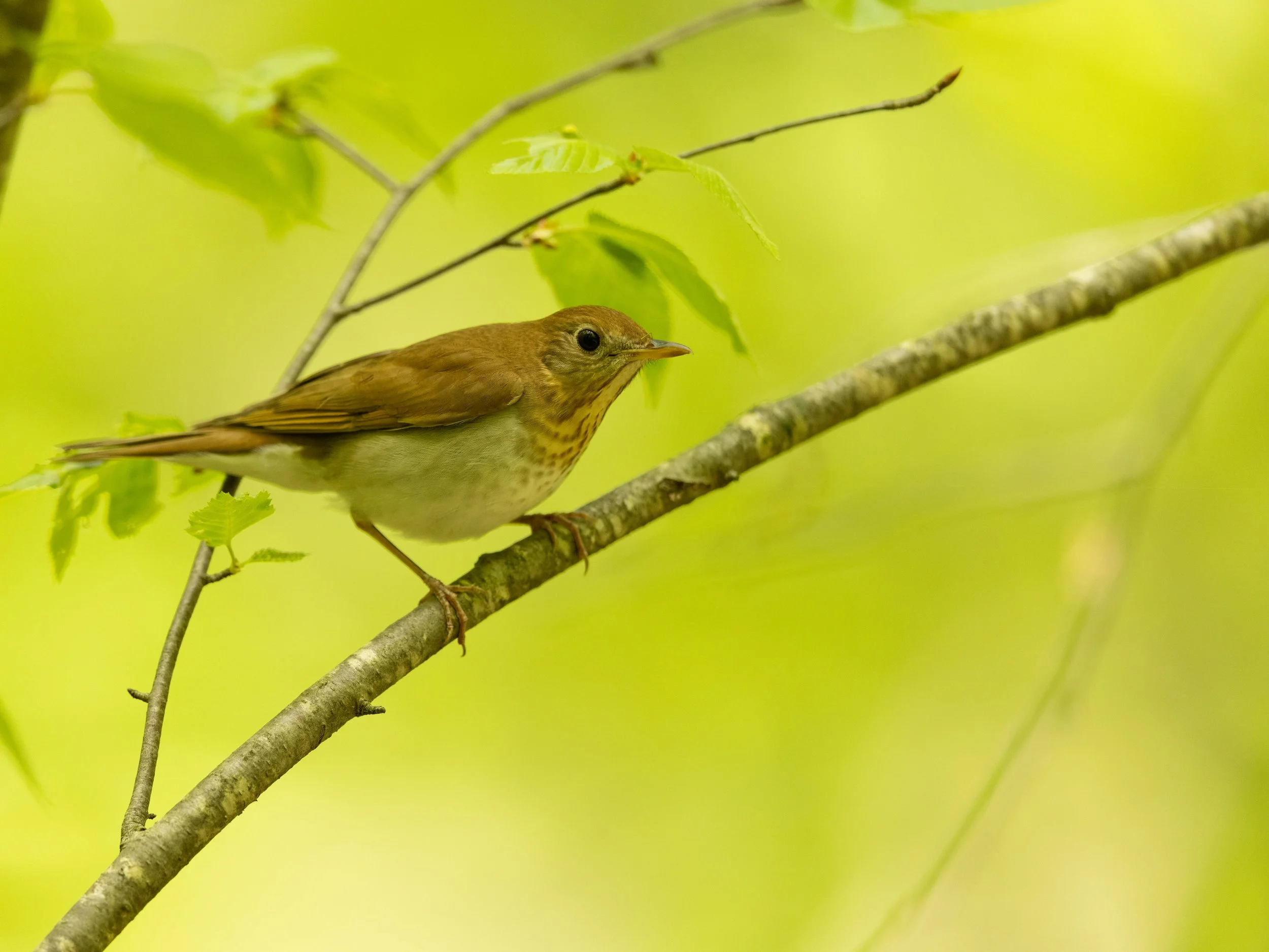 Veery perched on a branch. 
