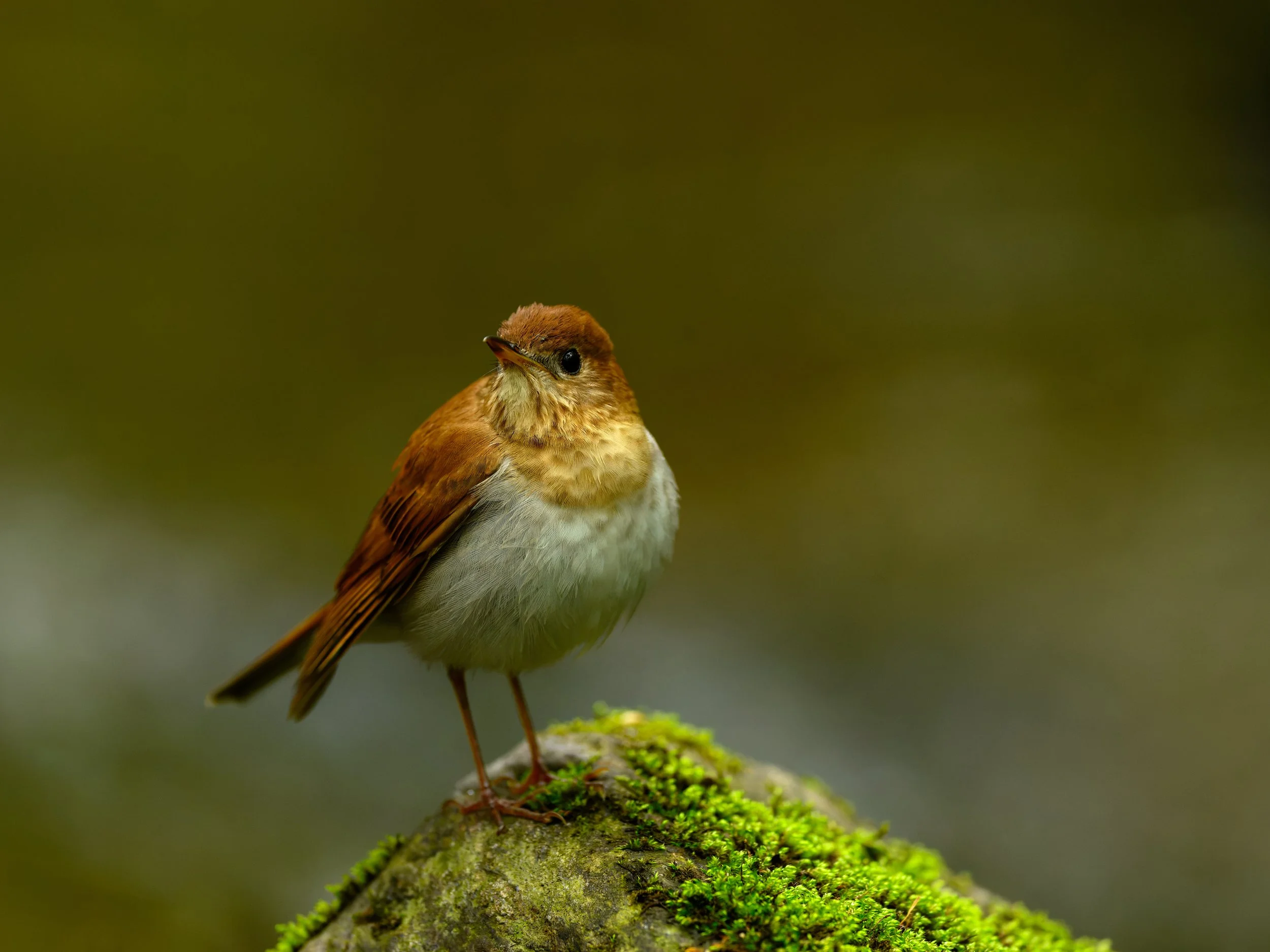 The Fastest Way to Improve Your Wildlife Photography (Without Buying More Gear)