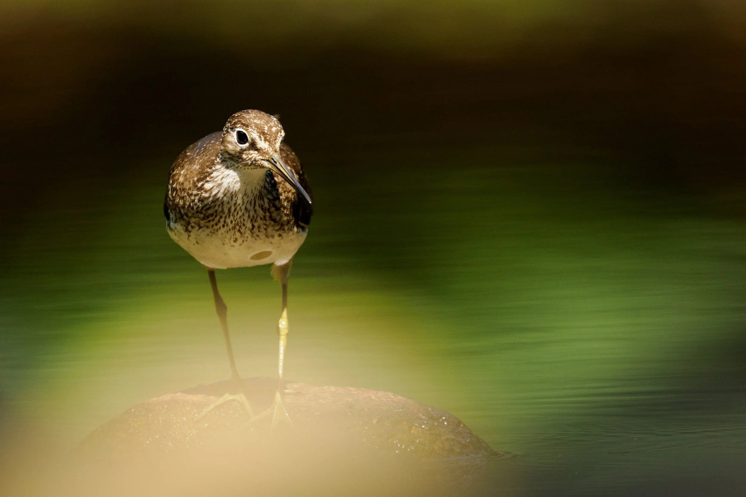 Stop Searching for Wildlife. Start Learning Where to Find It.