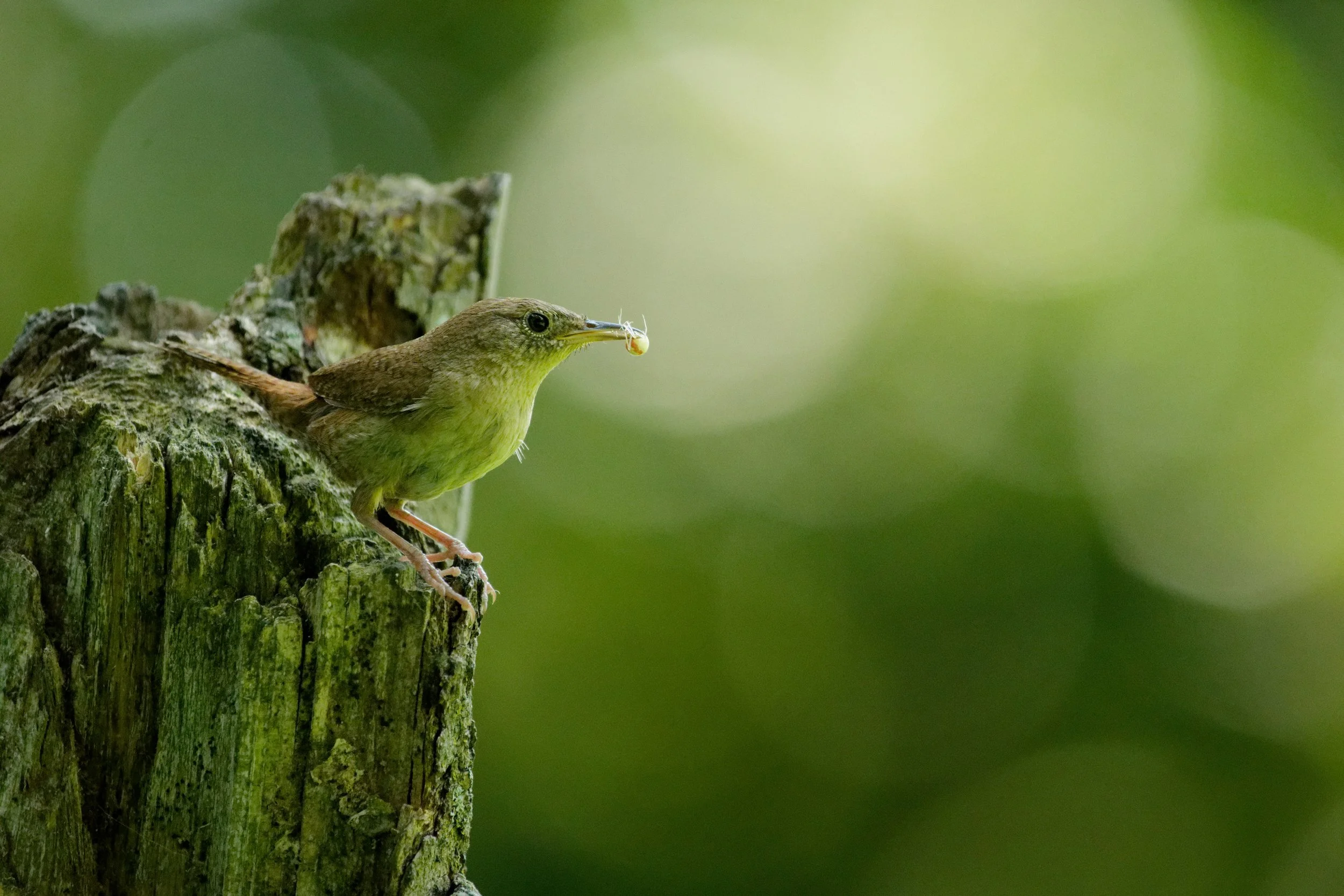 Wren Photos17.jpg