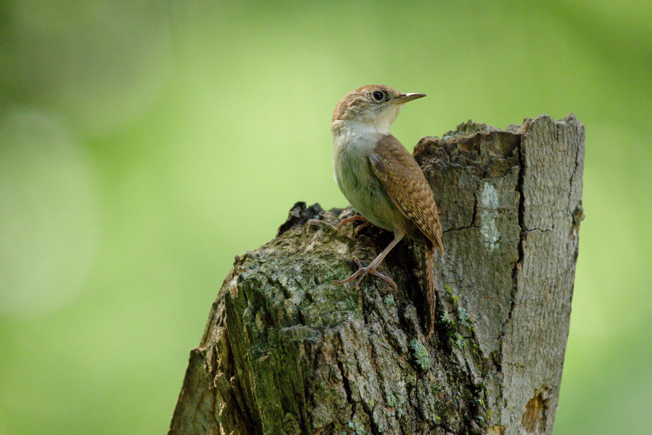 Wren Photos5.jpg