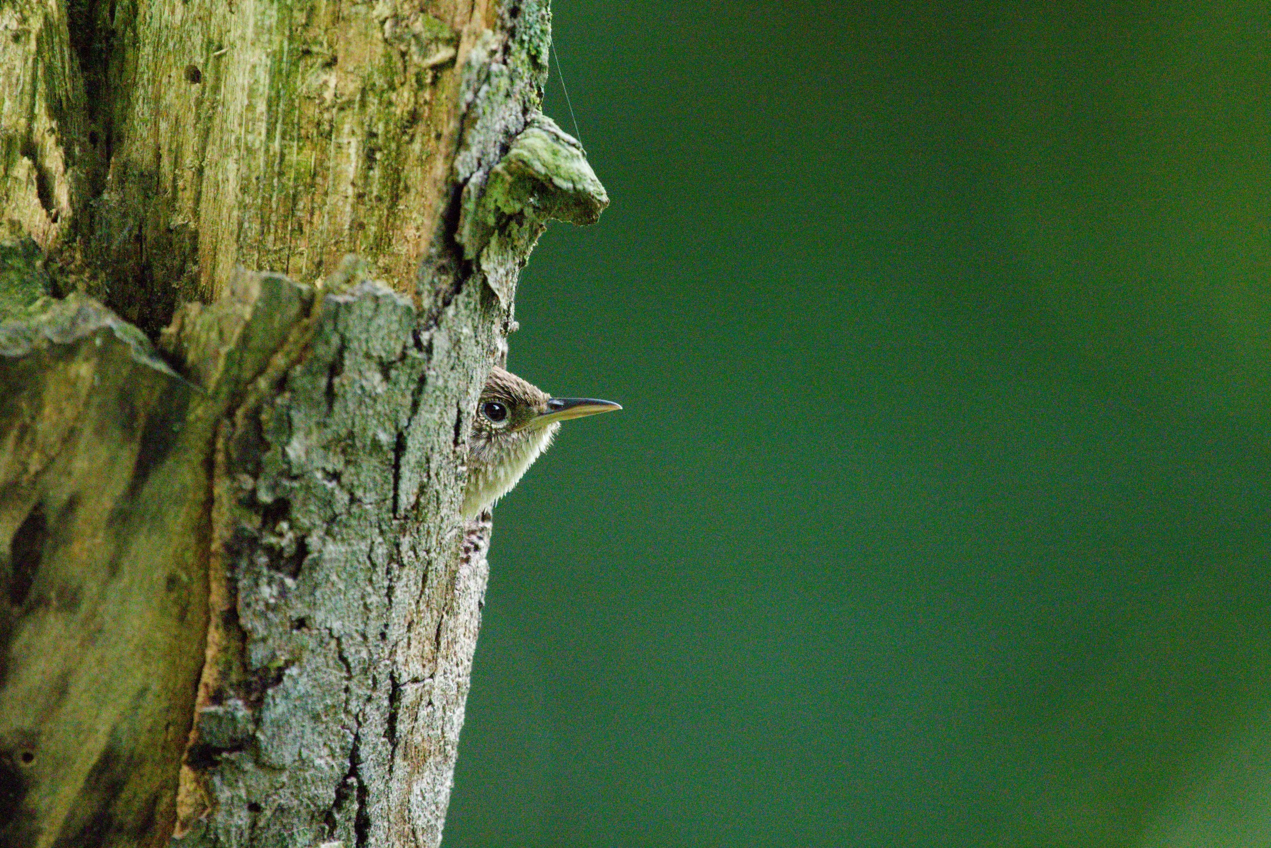 Wren Photos10.jpg