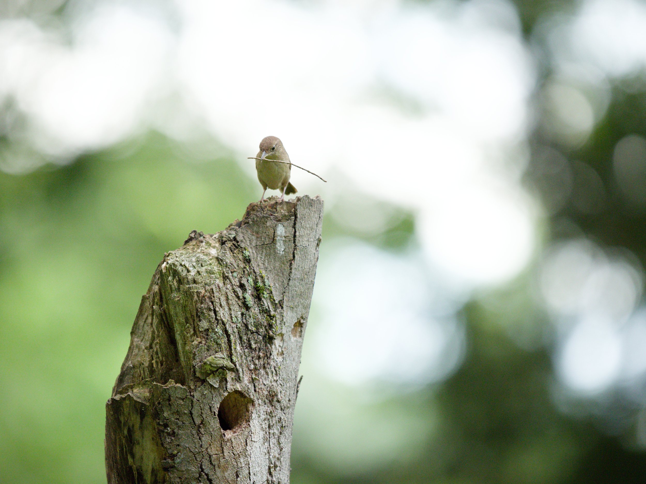 House Wren second round1.jpg