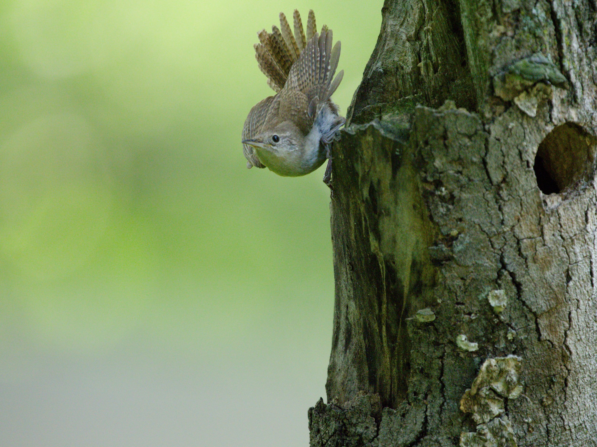 House Wren second round2.jpg