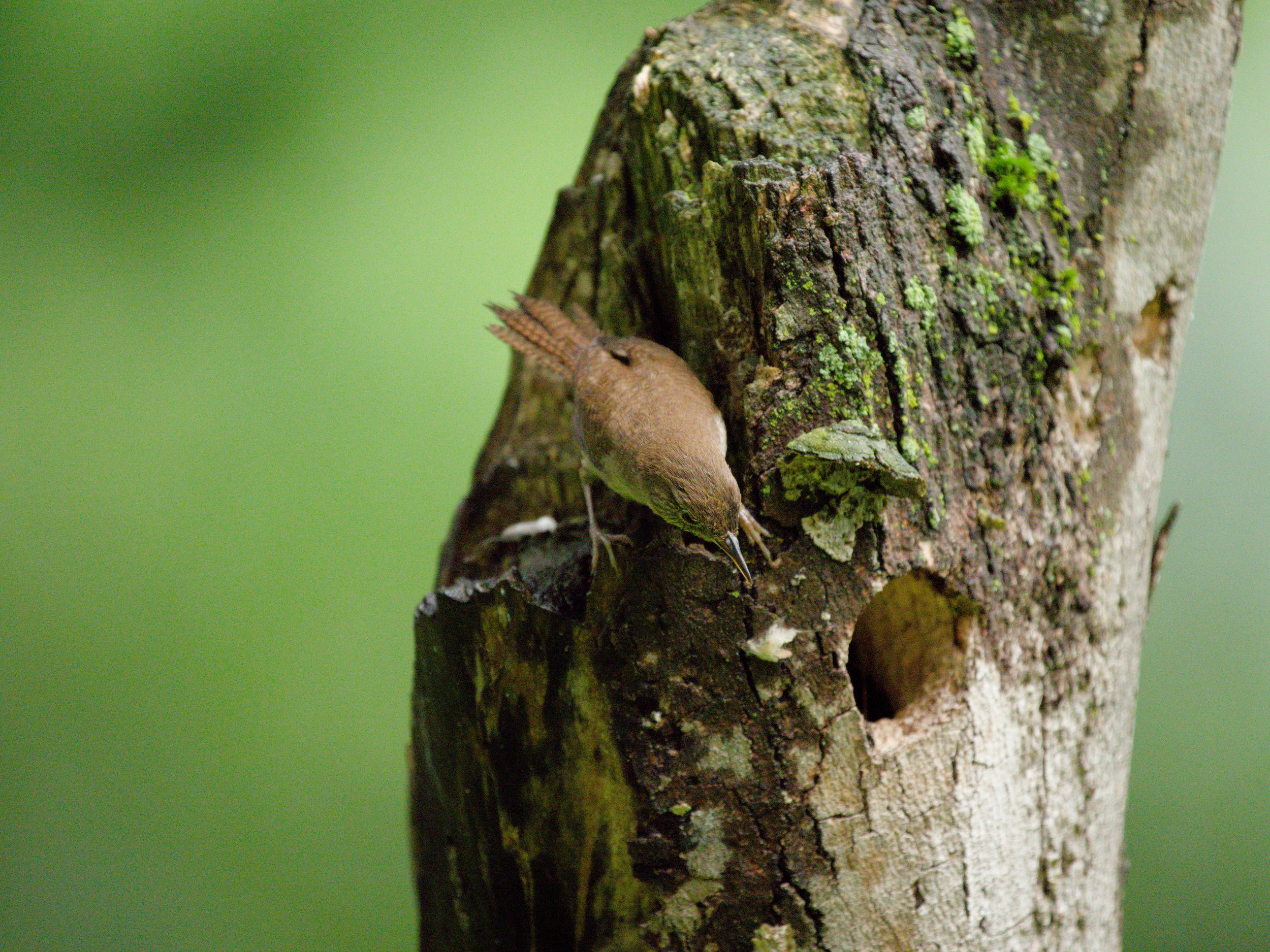 House Wren second round3.jpg