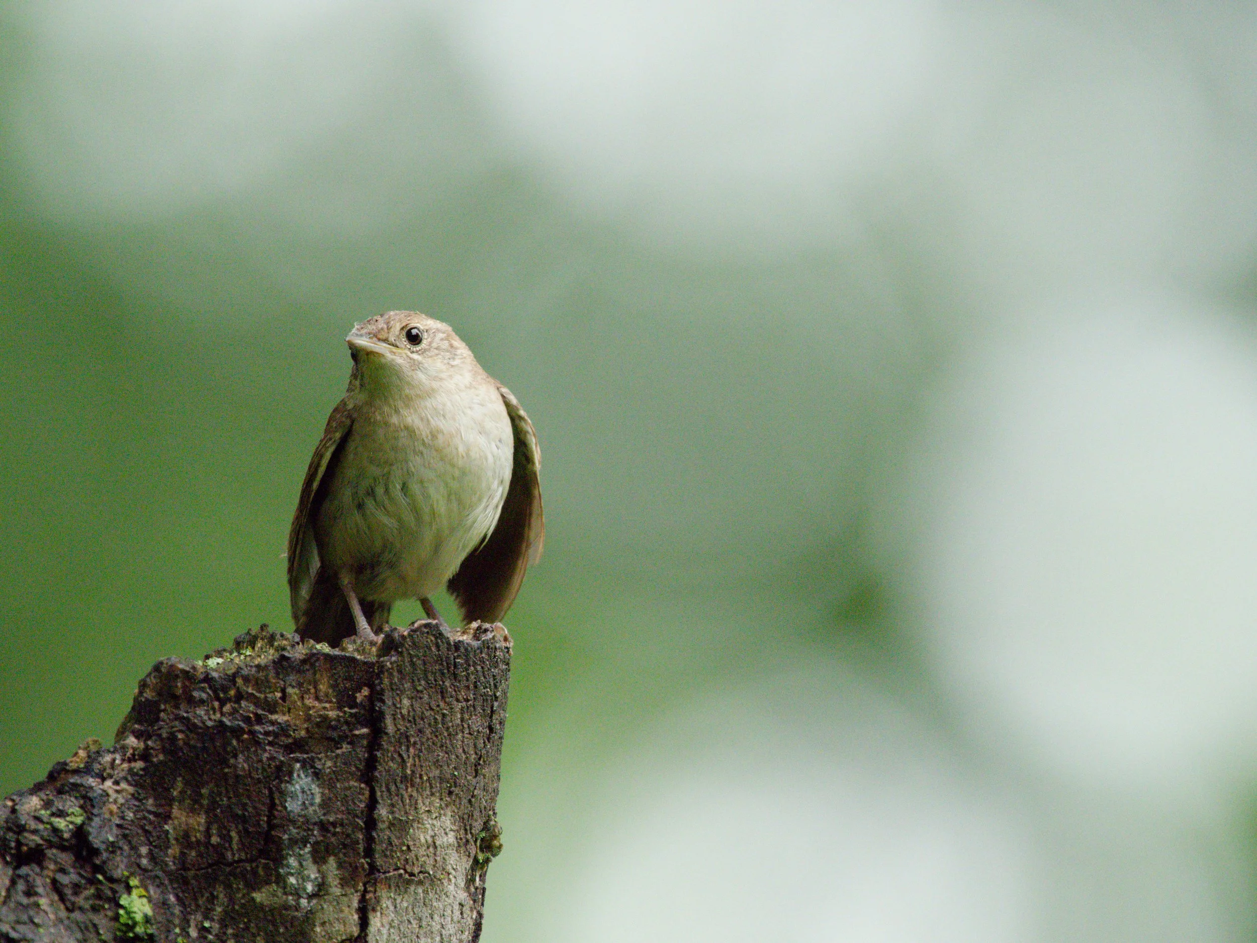 House Wren second round4.jpg