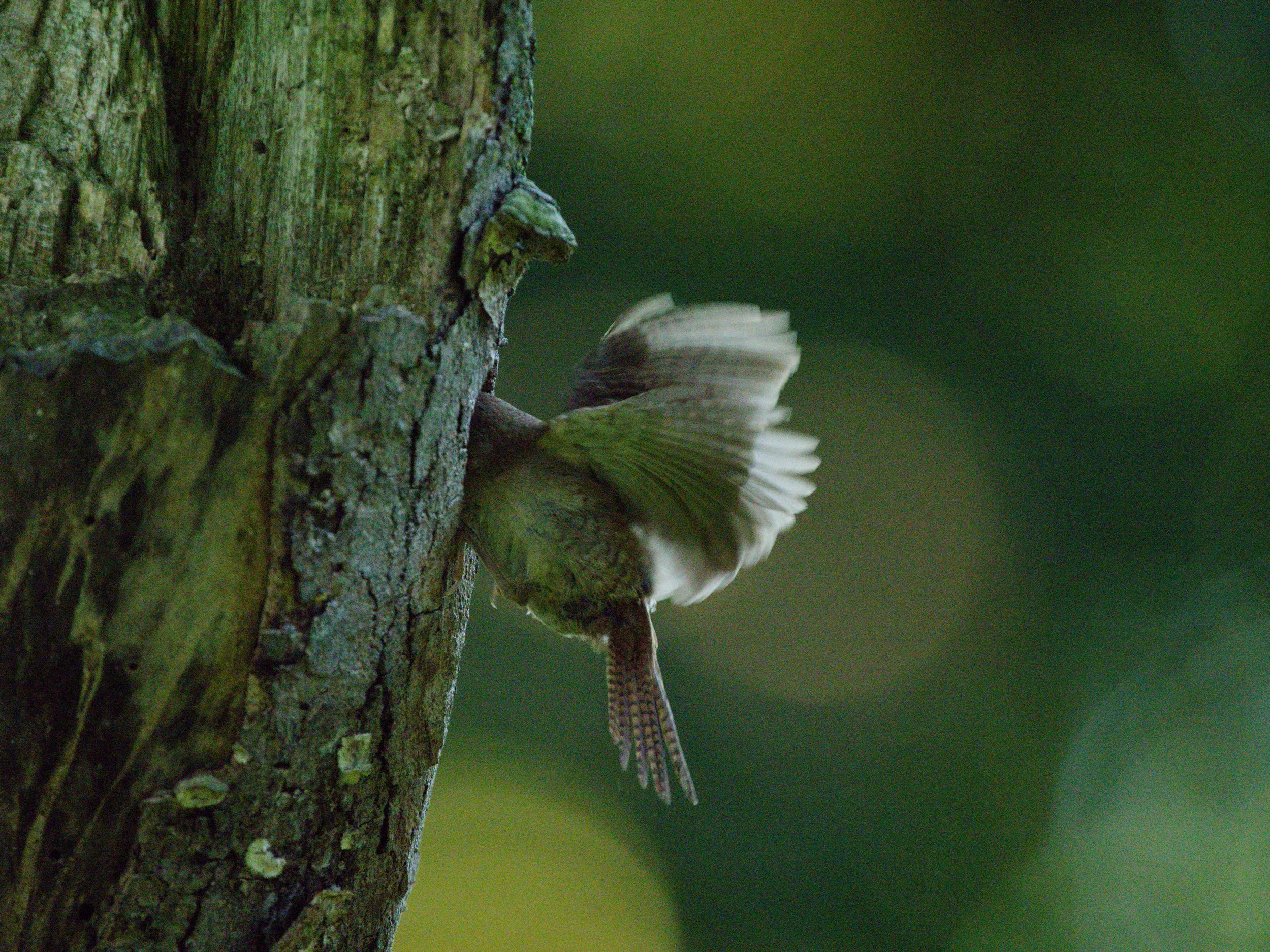 House Wren second round5.jpg