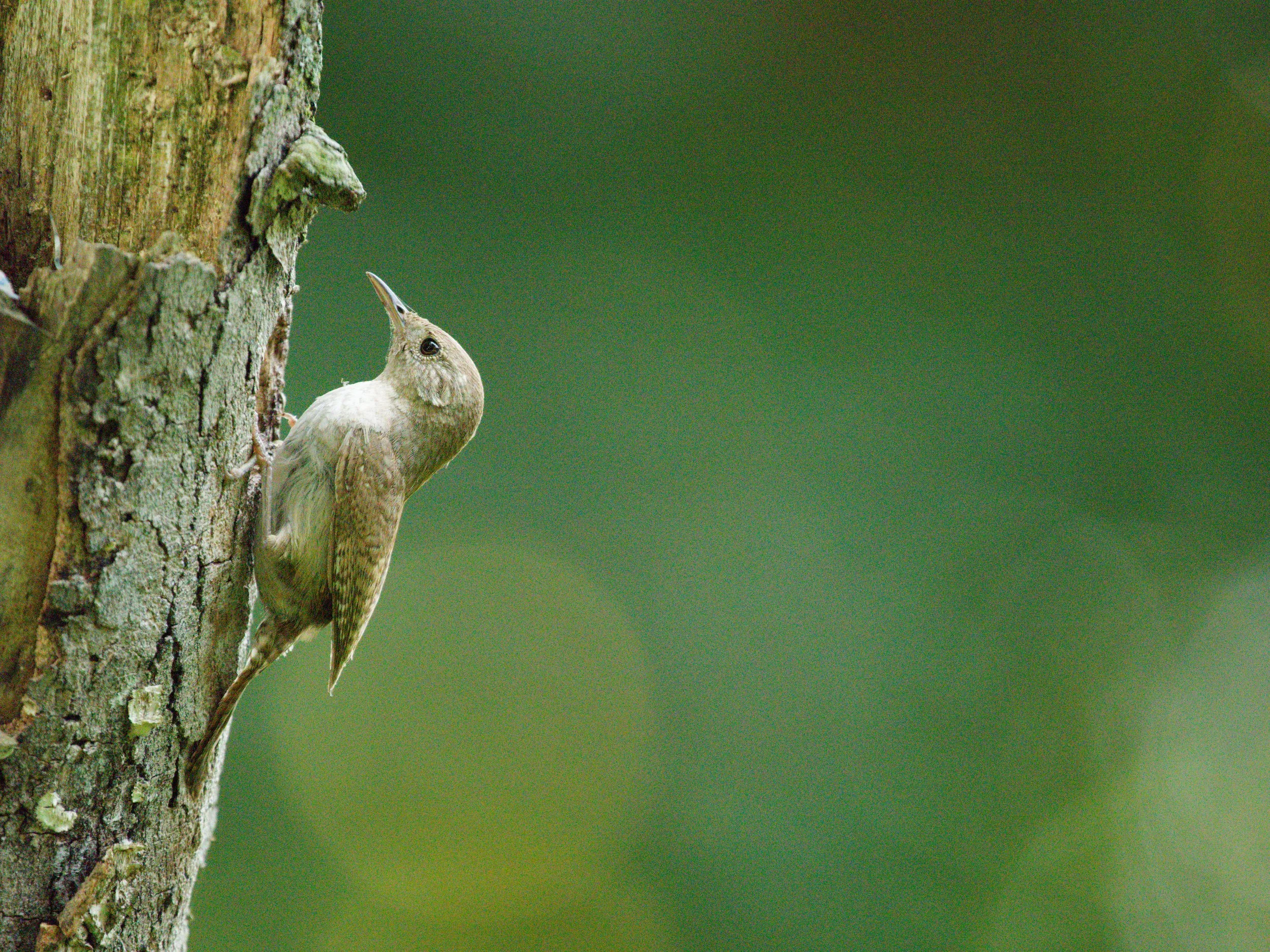 House Wren second round9.jpg