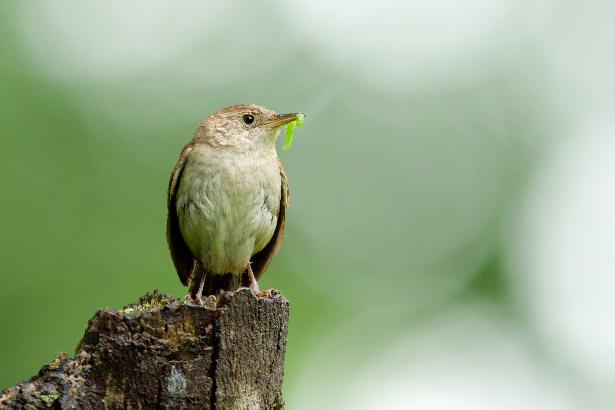 What Photographing a House Wren Family Taught Me About Wildlife Photography