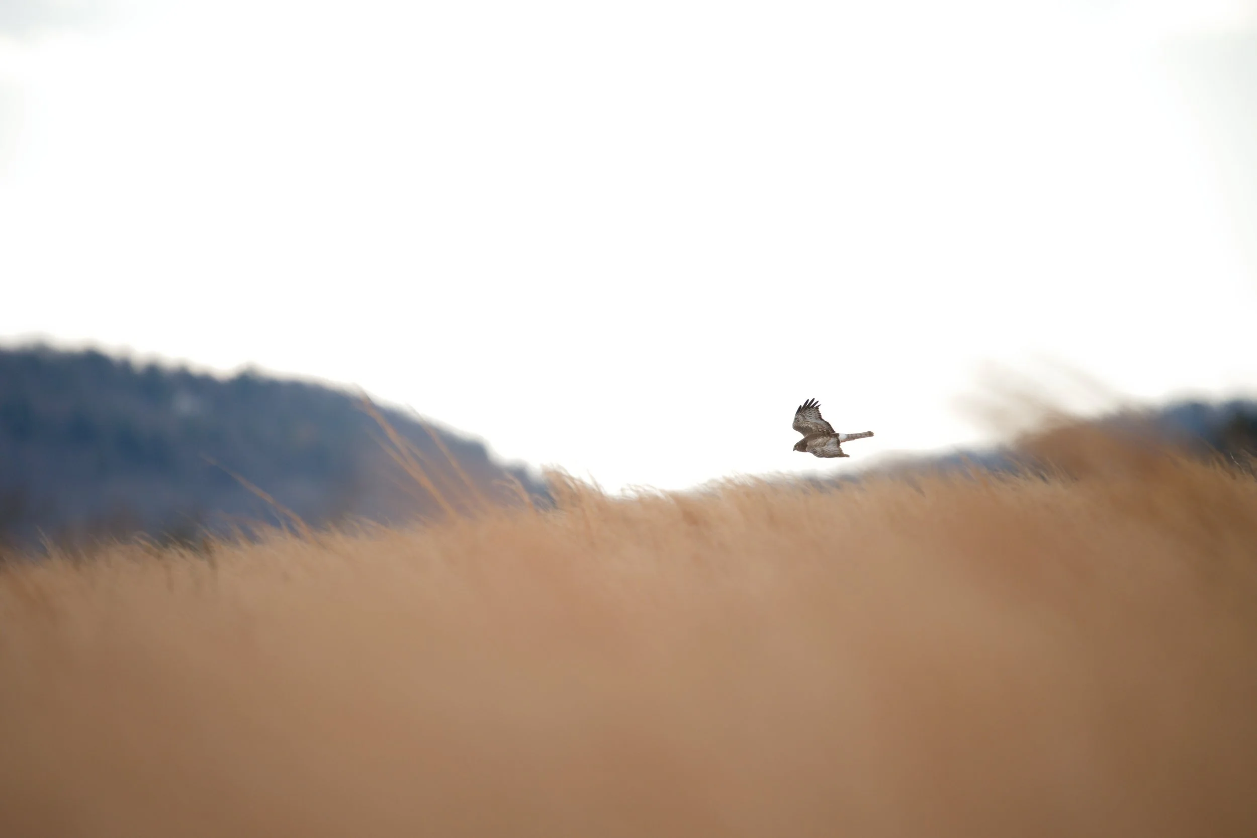 Northern Harrier Flying Low over Grass.jpg
