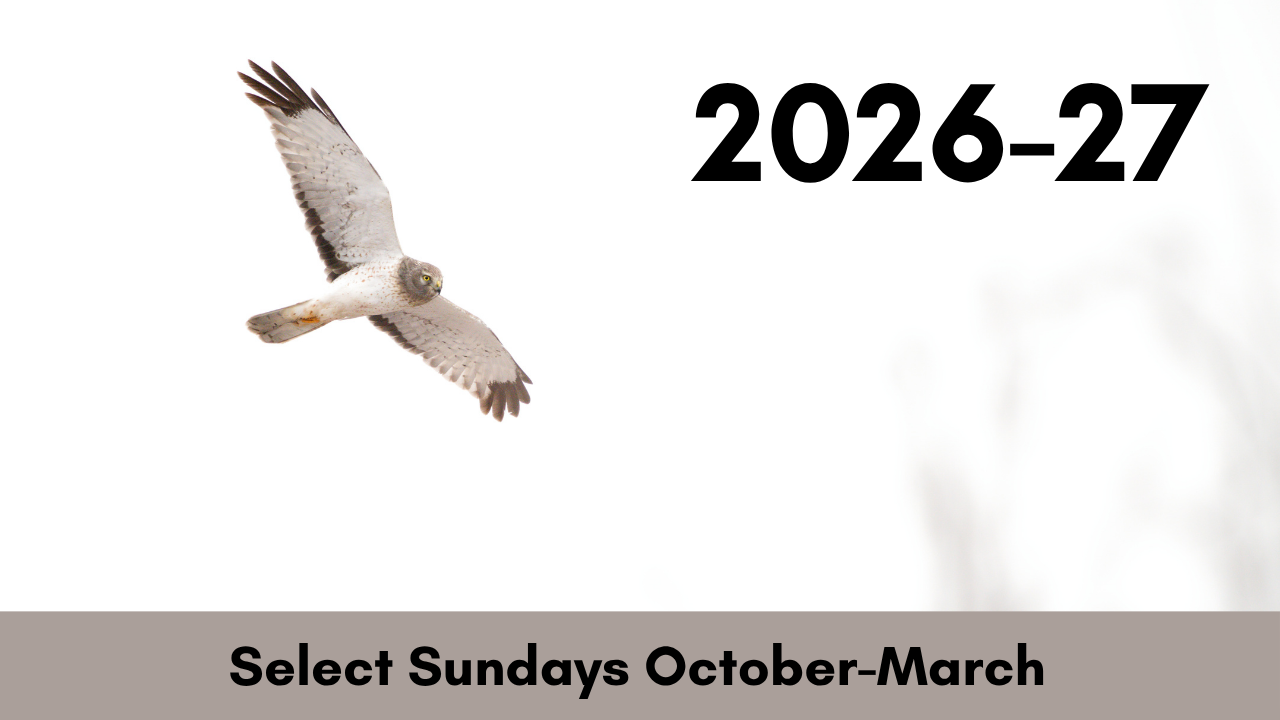Northern Harrier Field Workshop</span>