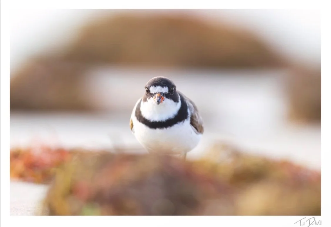 Close-up of a small bird, likely a snow bunting, standing on the ground with rocks and blurred background.