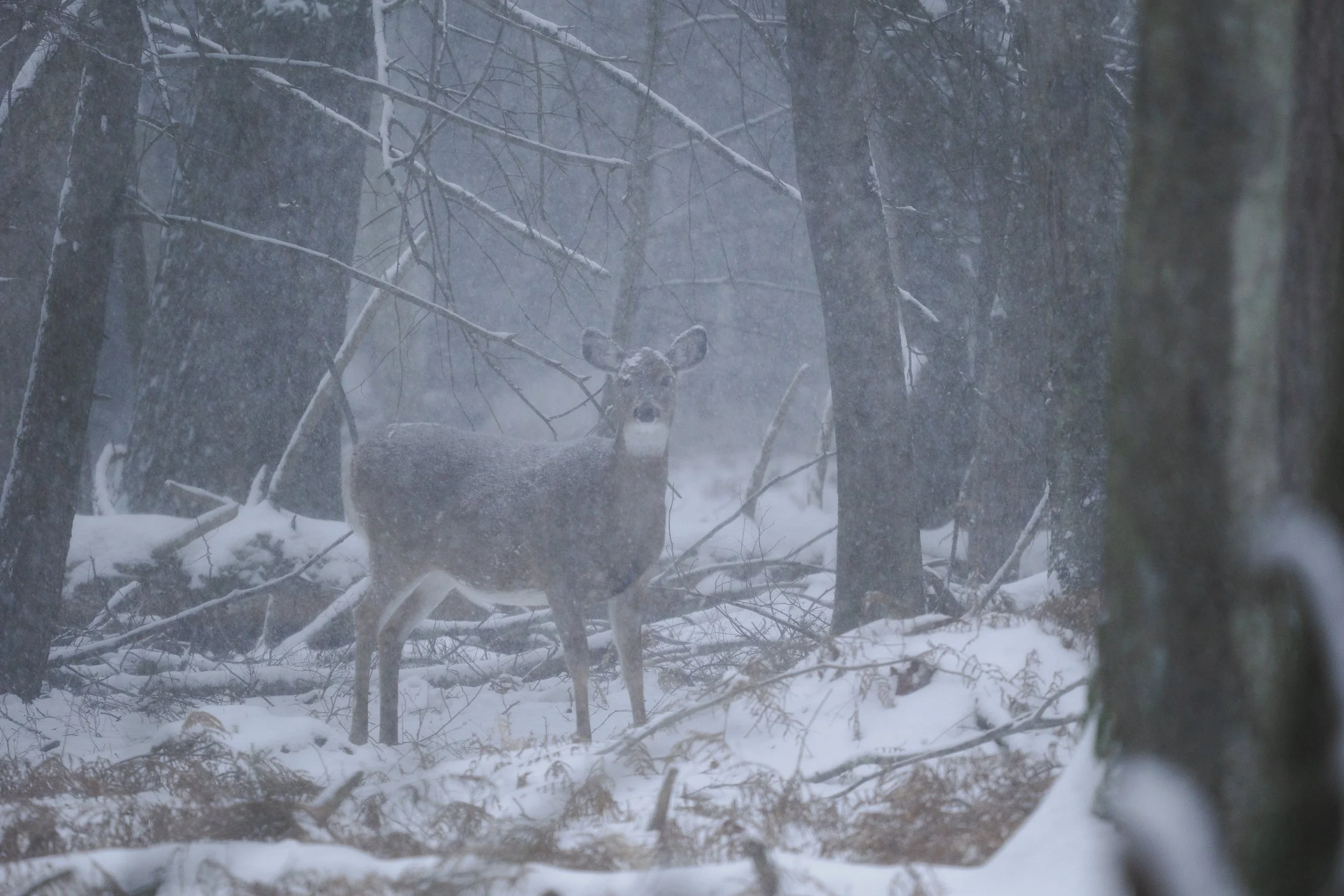 Wildlife photographed in heavy snowfall where manual focus is required