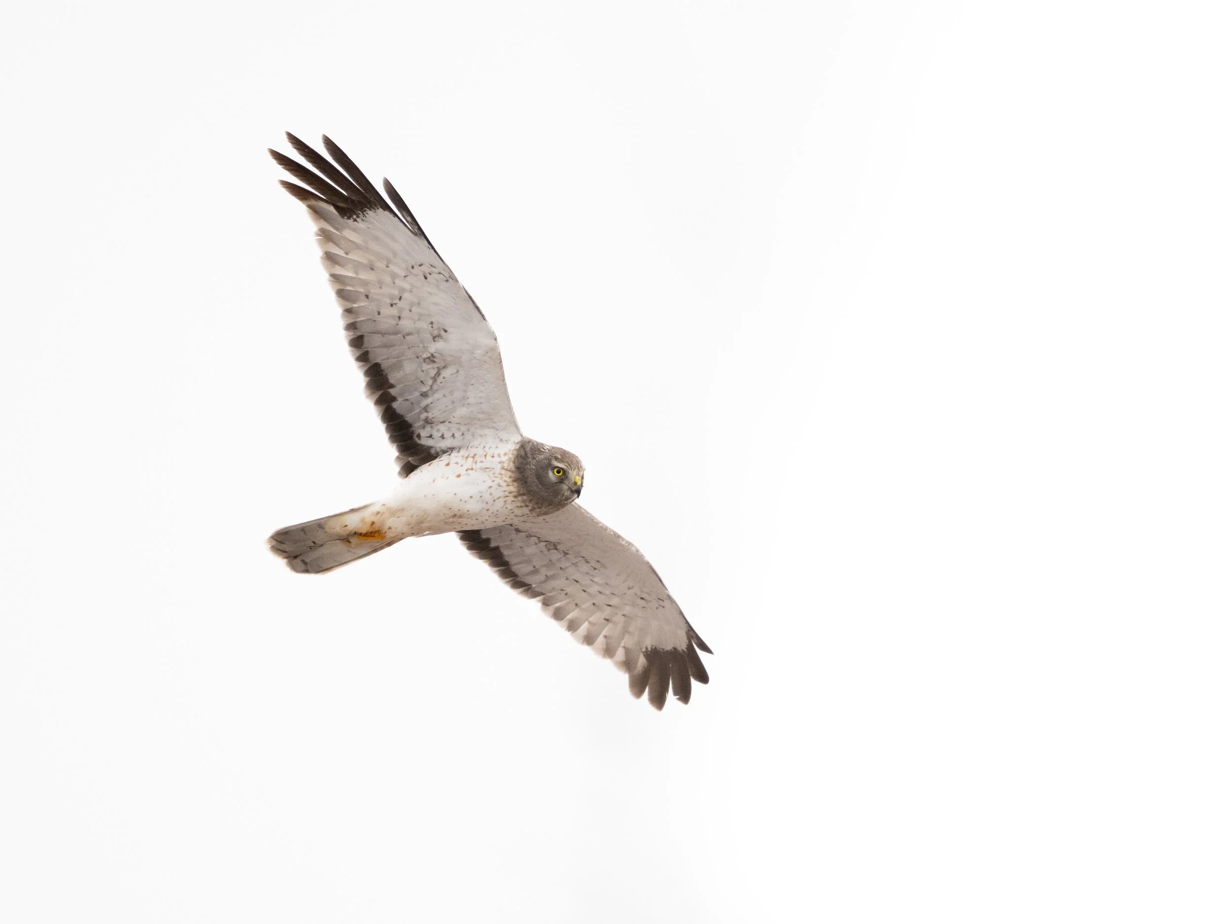 Sunset Grassland Bird Photography Experience-September 26th