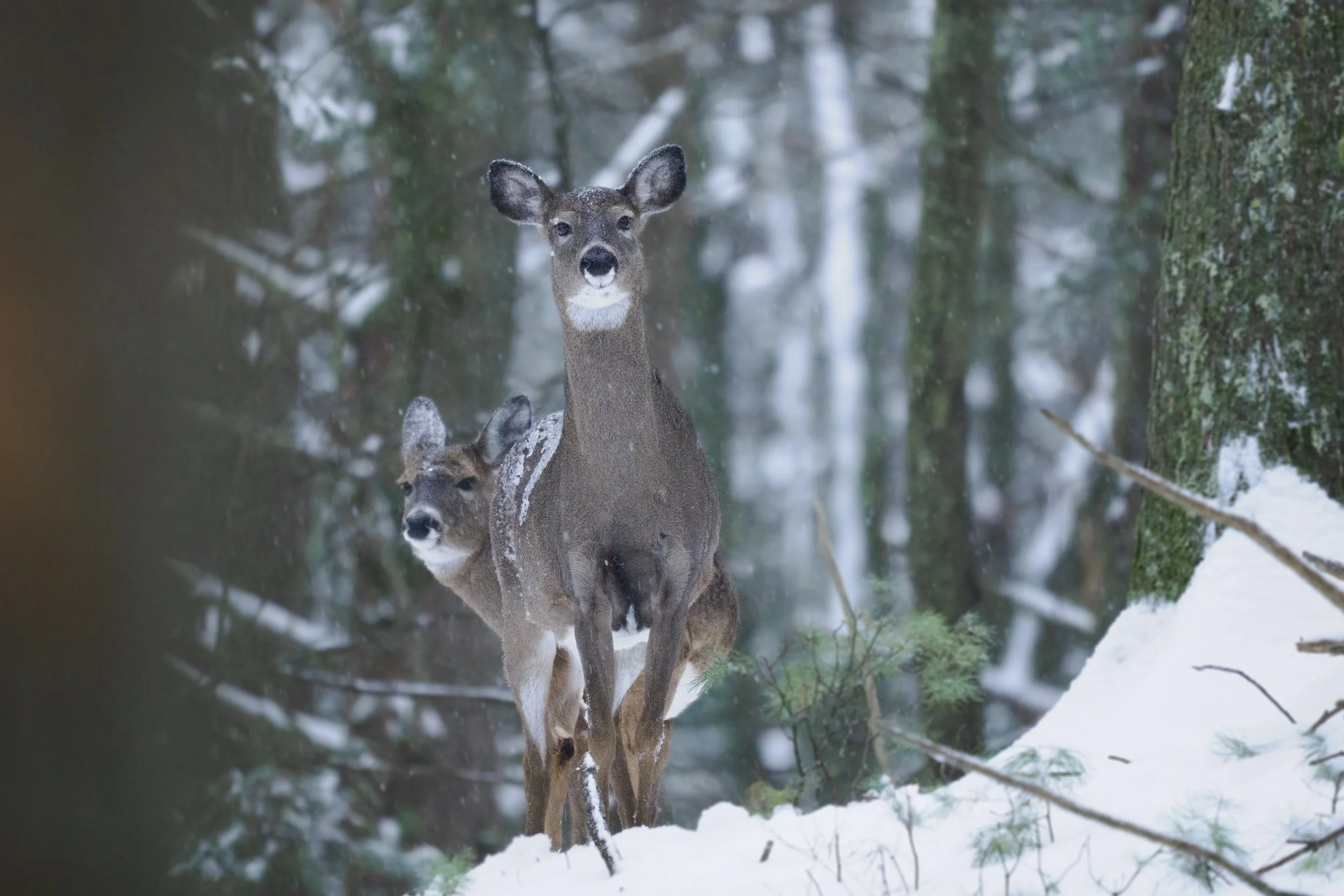 Stationary white-tailed deer photographed in falling snow using pulsed autofocus