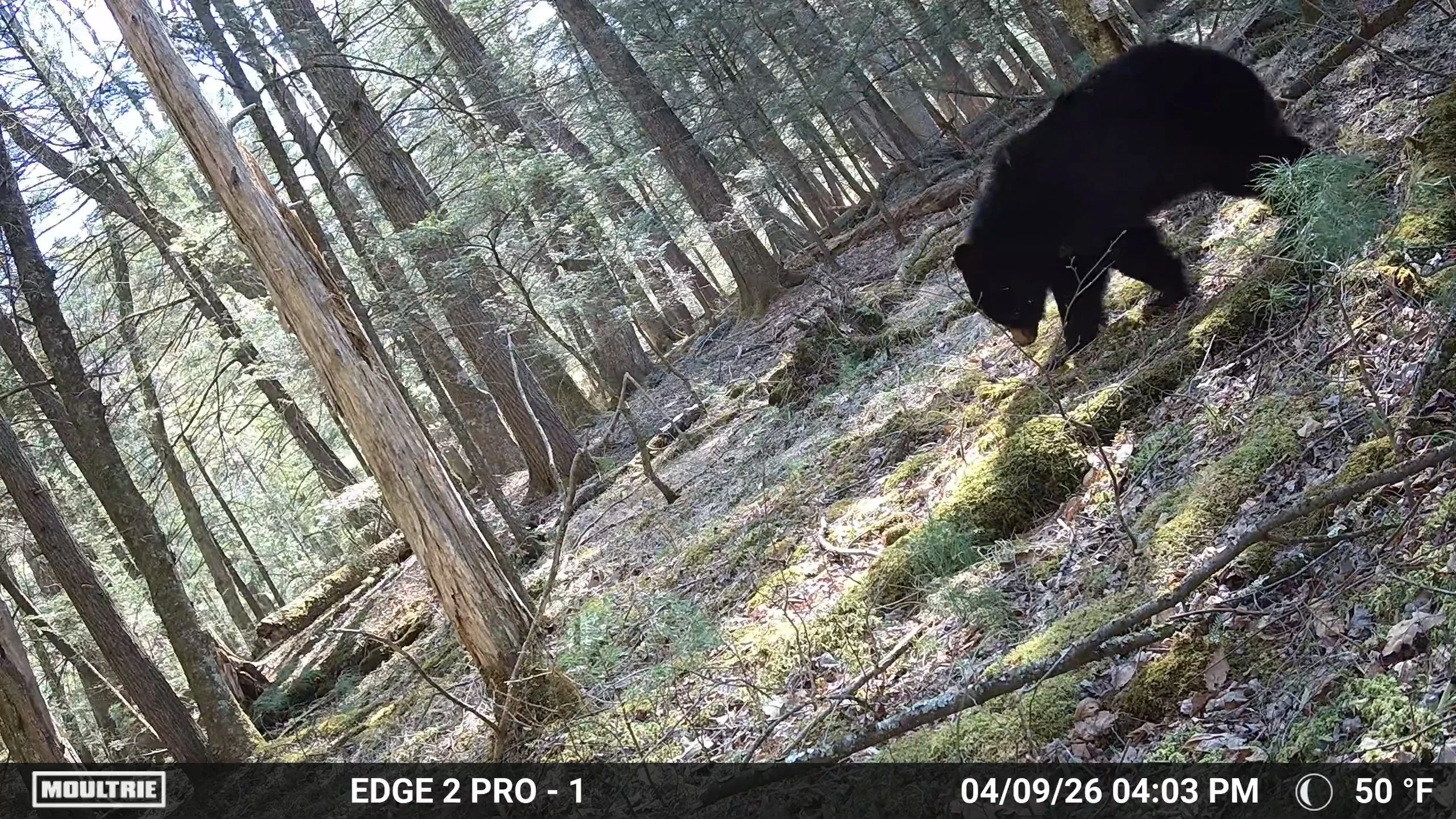 Still 2026-04-17 153744_1.7.1.jpg