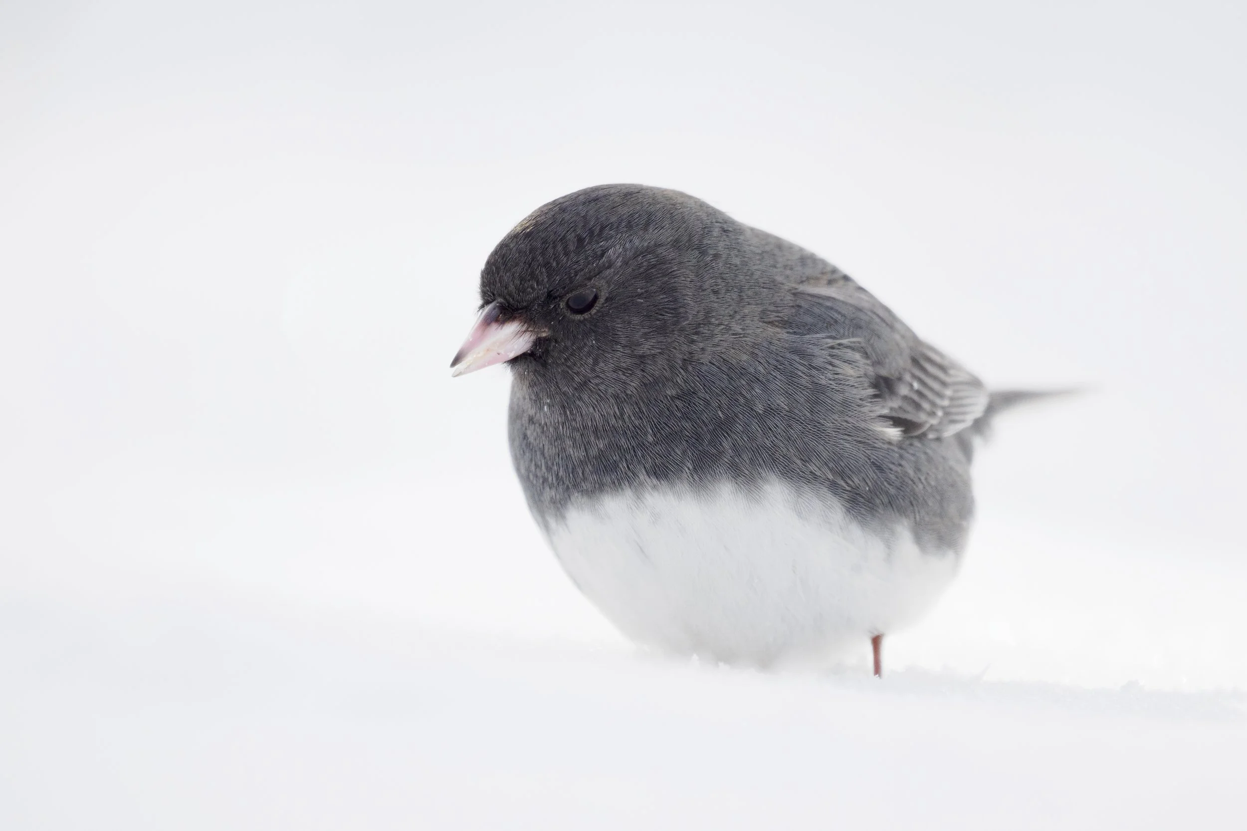 a black and white bird sitting on white snow