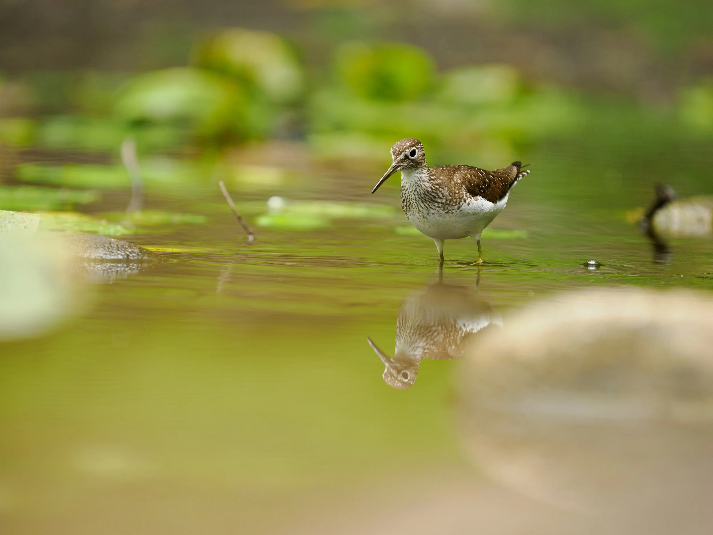 A sandpiper wades through shallow water in search for food within a forest pond.