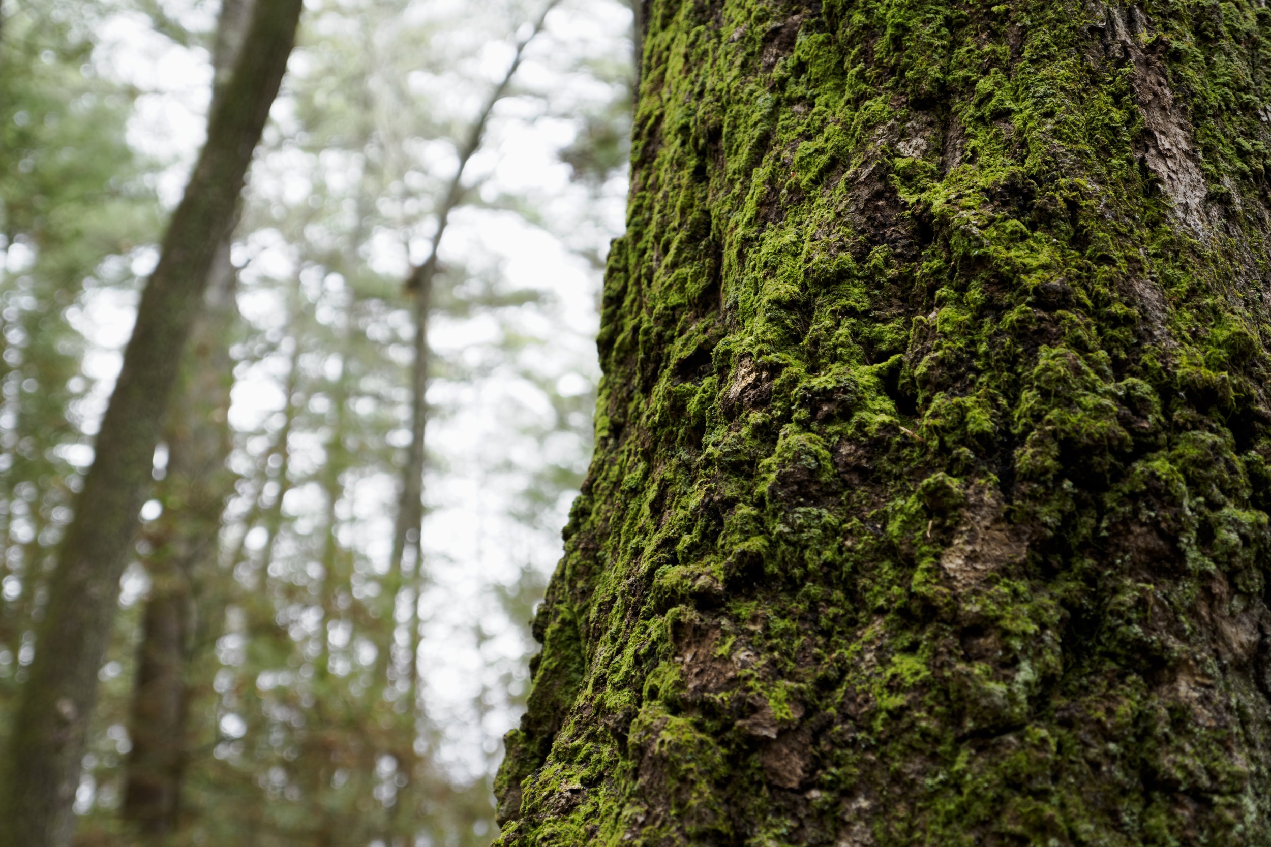 Green moss on tree trunk.jpg