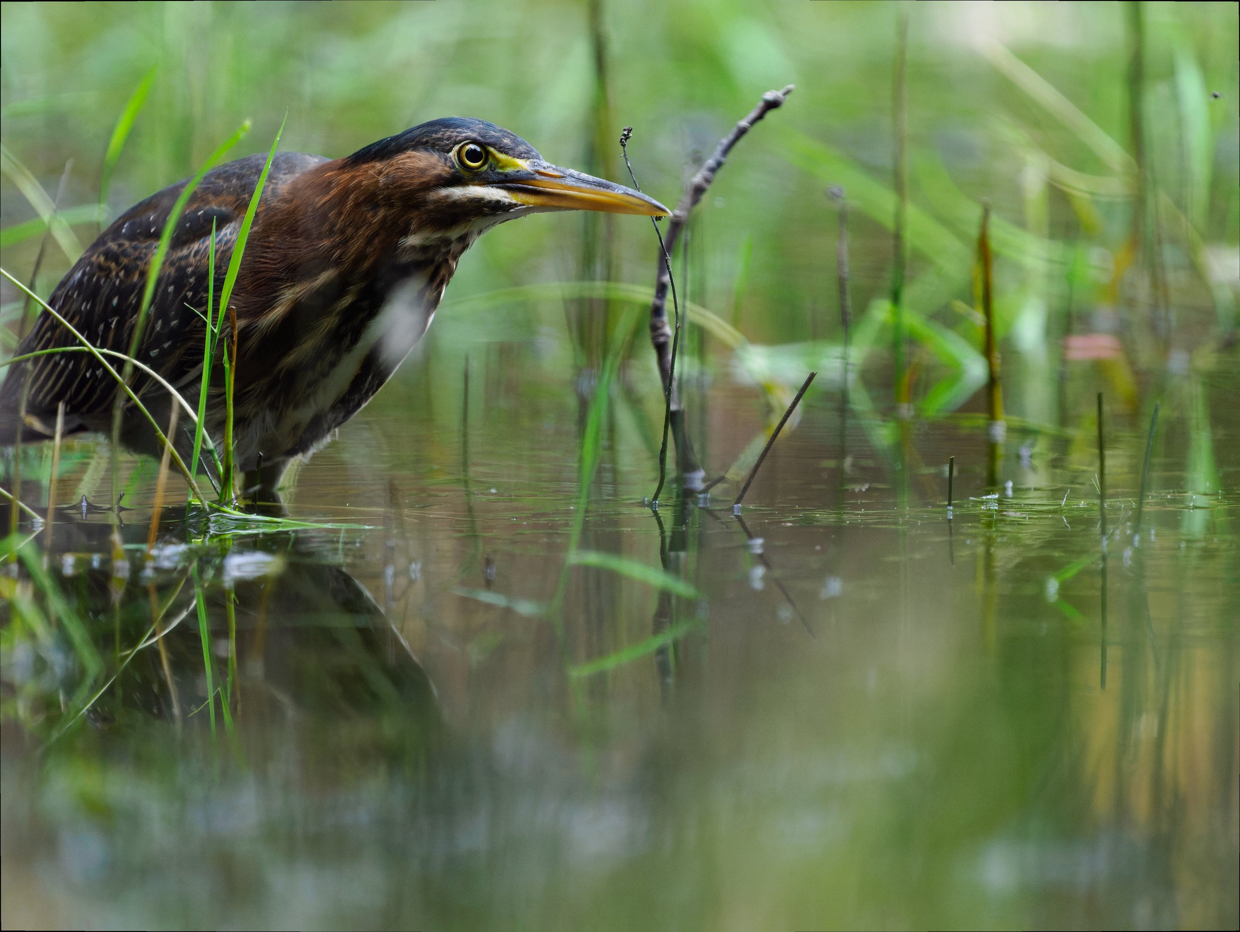 Wildlife Photography Image Review (Video)