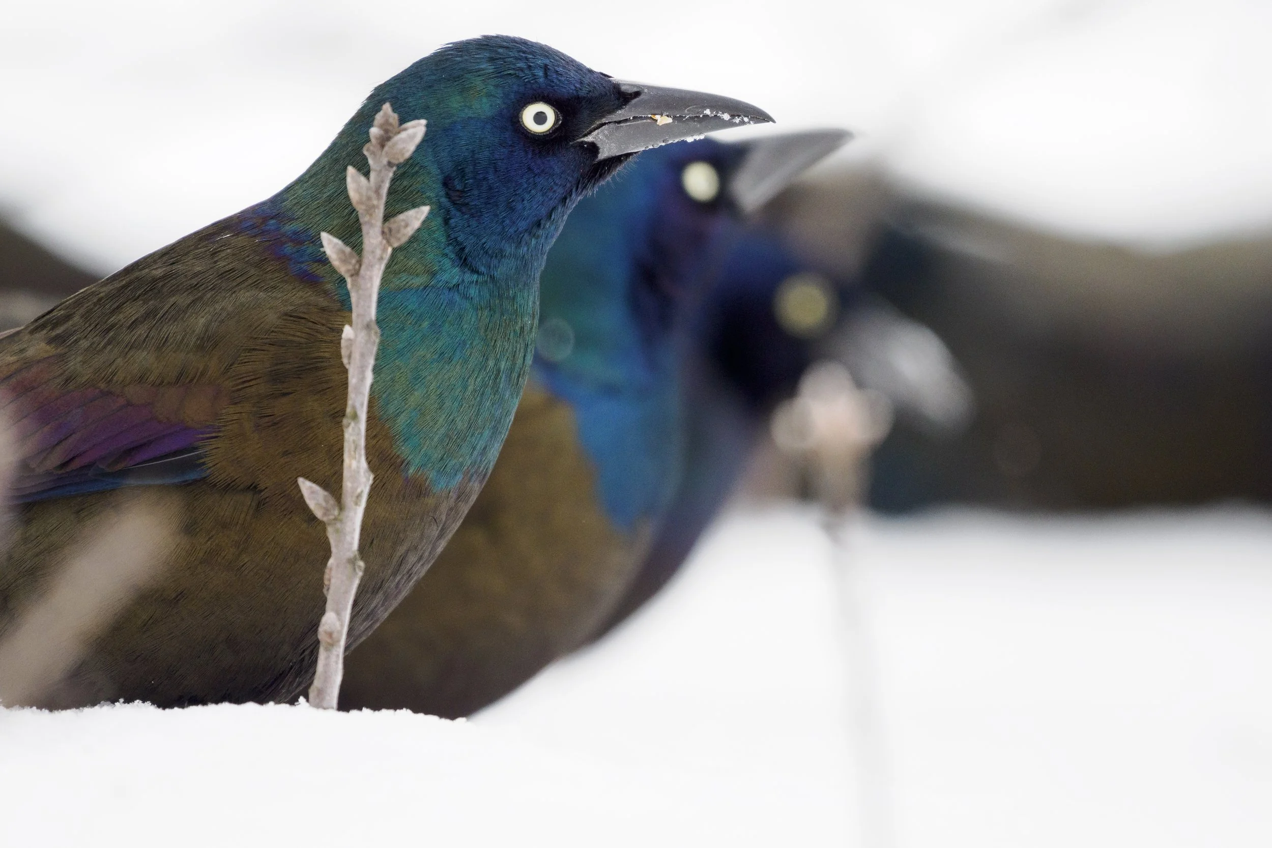 Balck, purple, and blue birds lined up in the snow