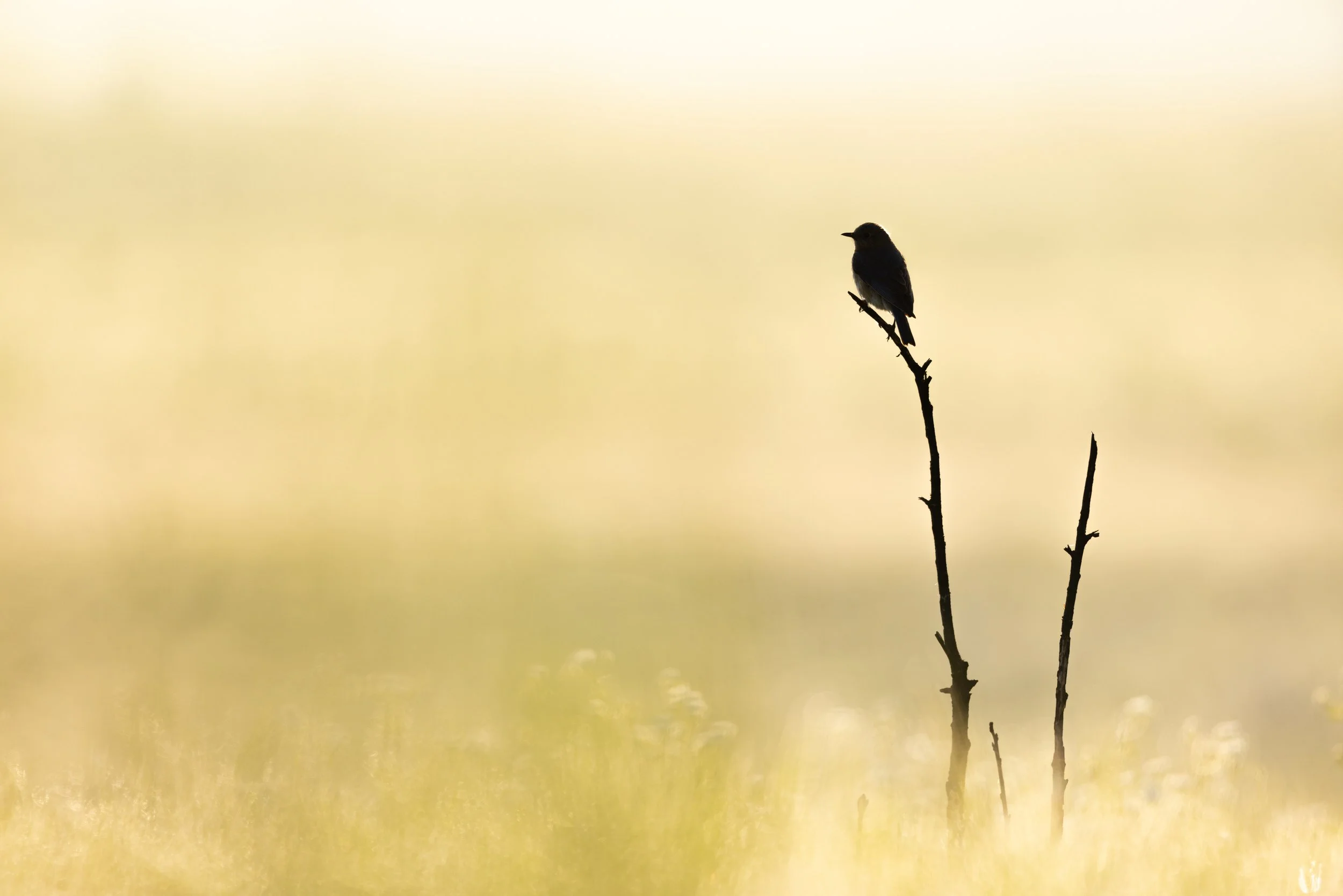 Eastern Bluebird perches on a burnt shrub with golden light creating a silhouette.