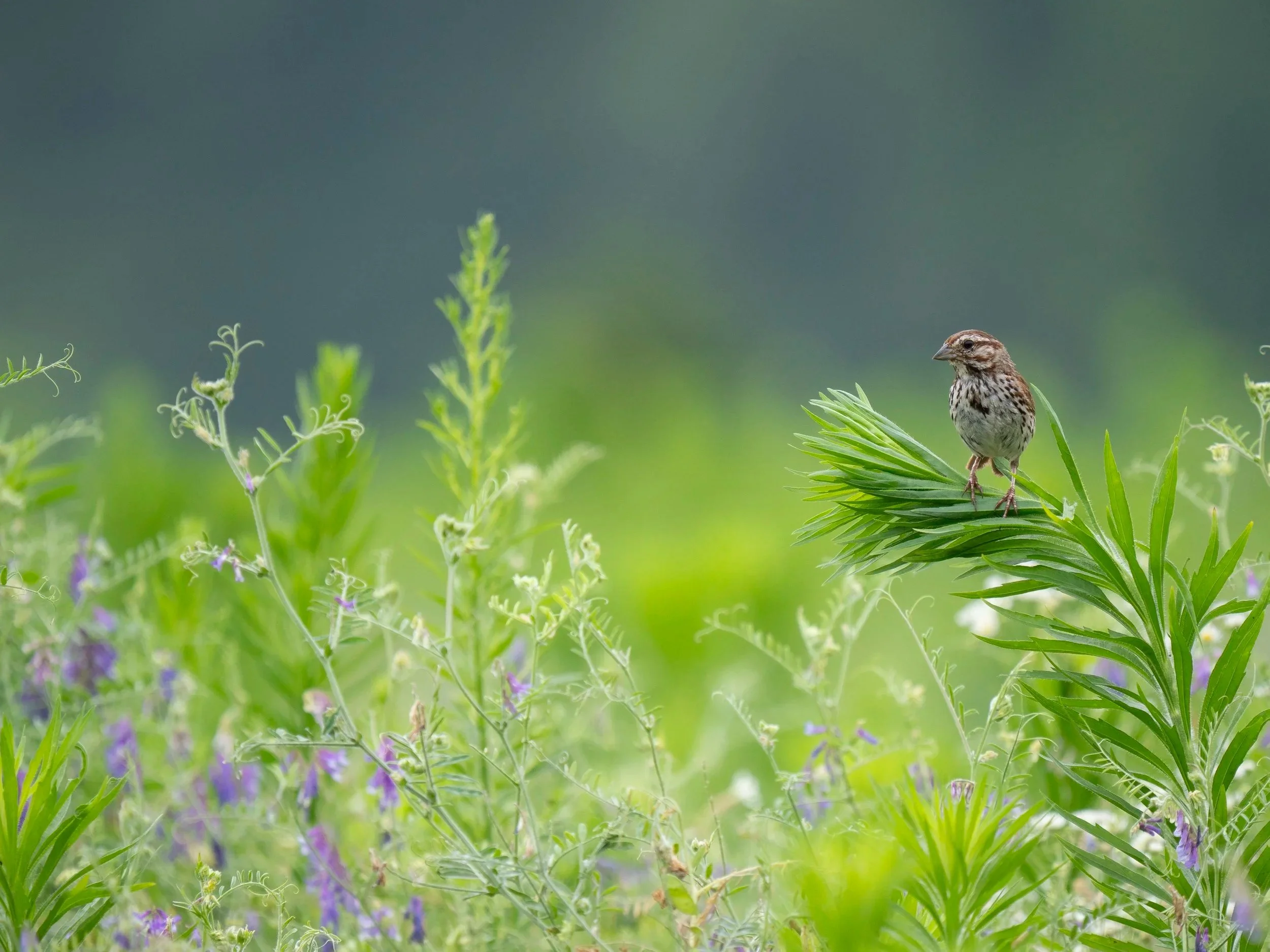 Grassland Bird Photography Walk- July 11th